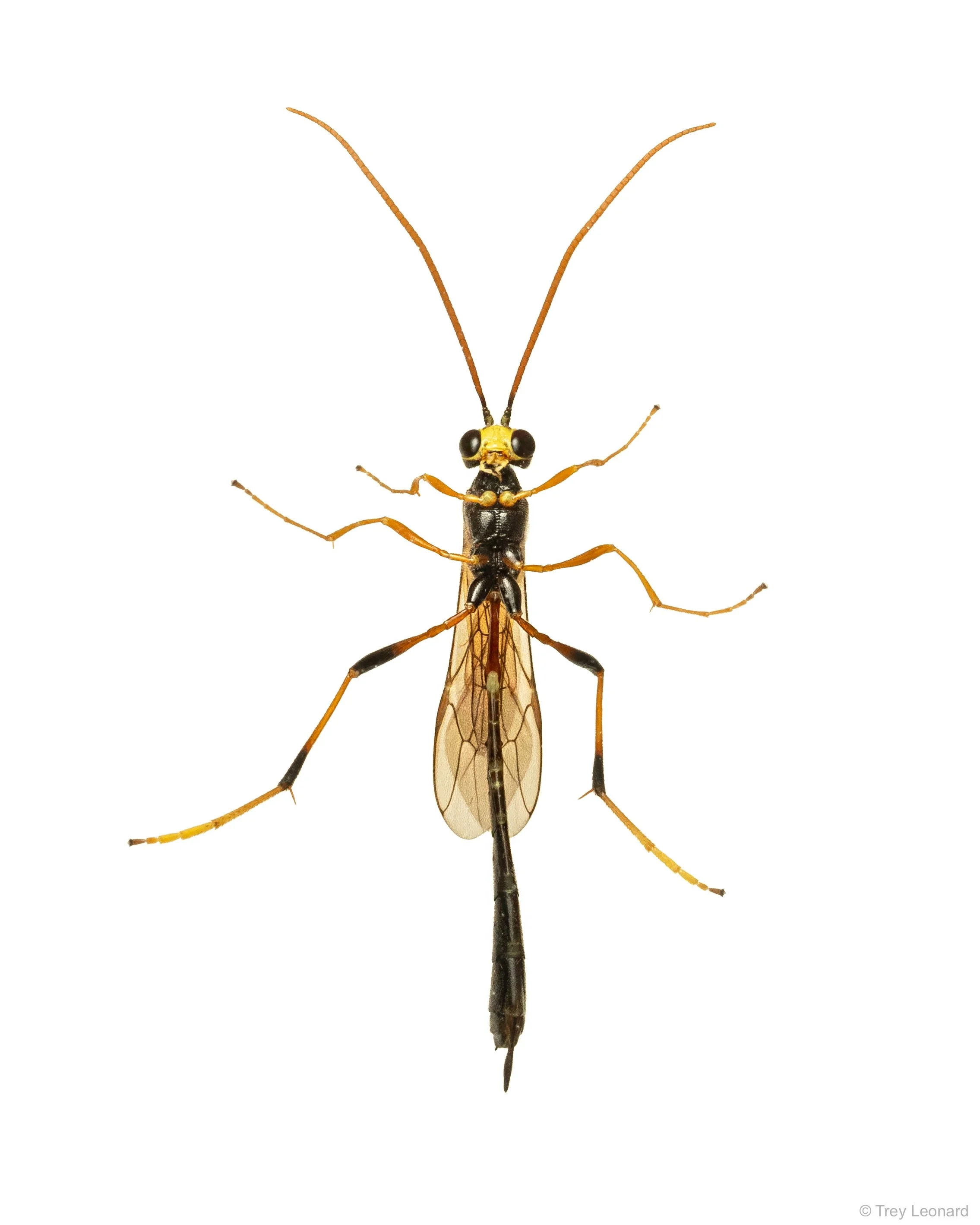 Black Giant Ichneumonid Wasp 7-2026-2.jpg