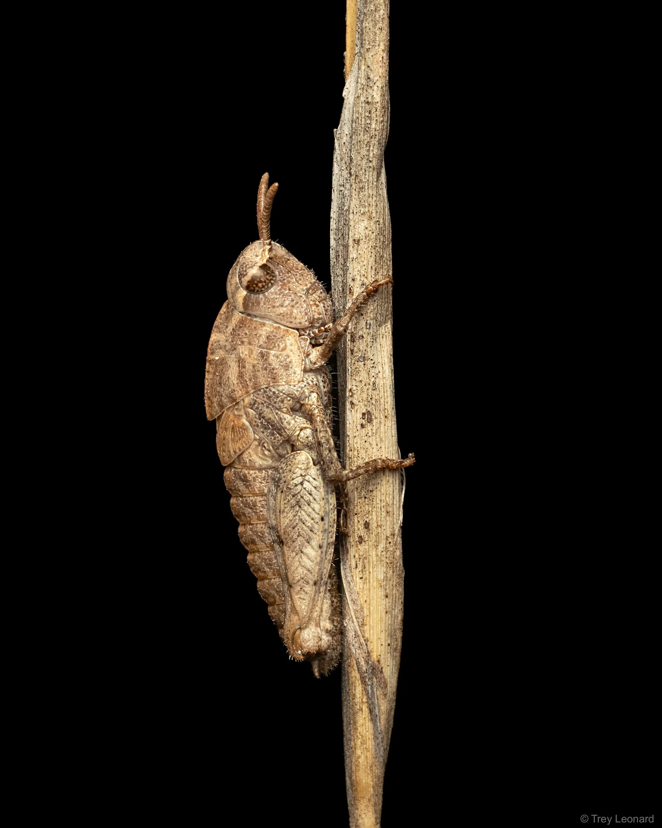 Grasshopper 2 3-2026.jpg