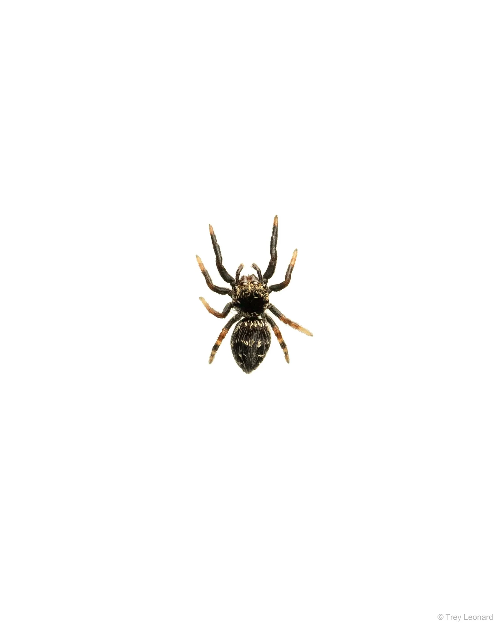 Jumping Spider 4-2026.jpg