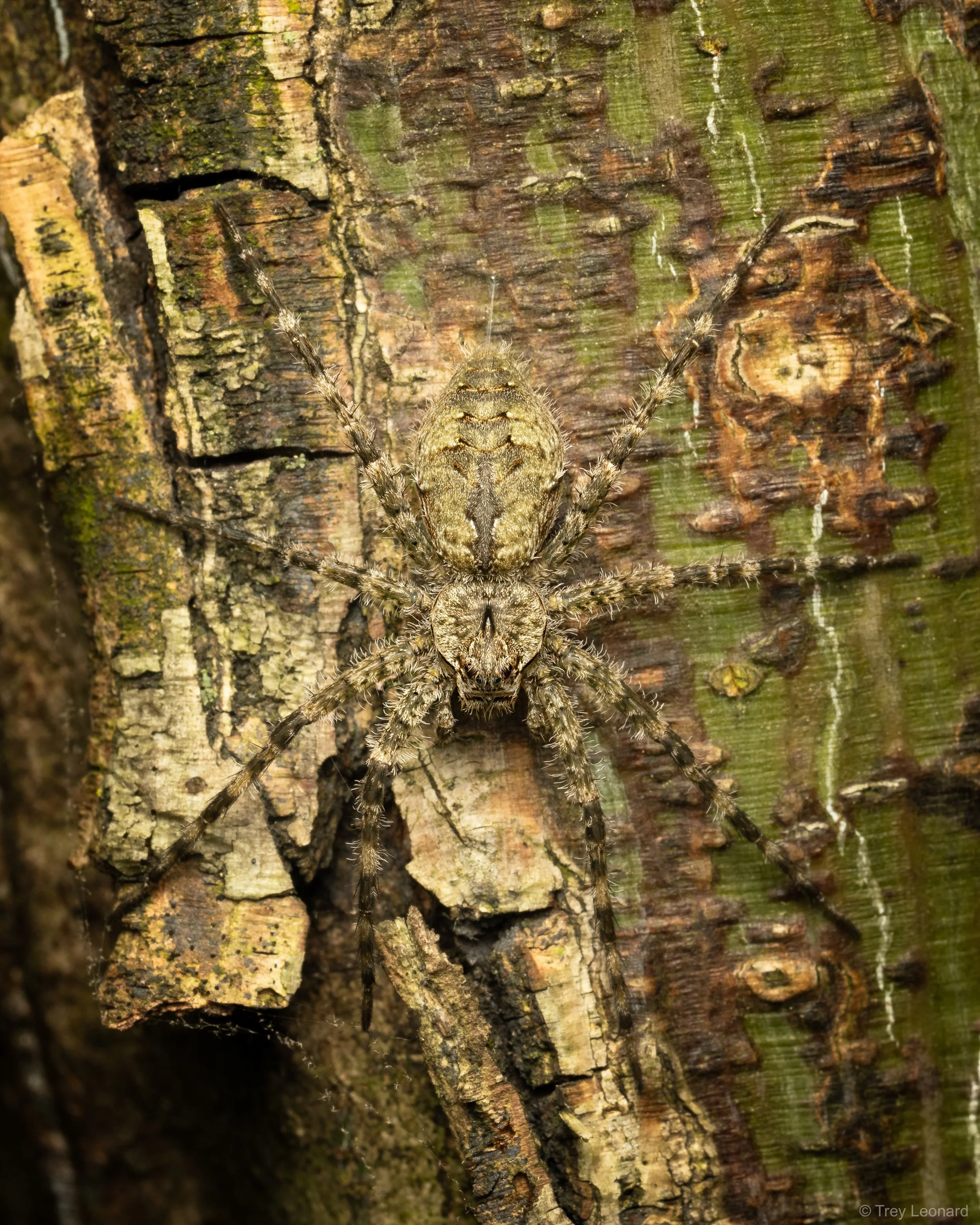 White-banded Fishing Spider 5-2026.jpg