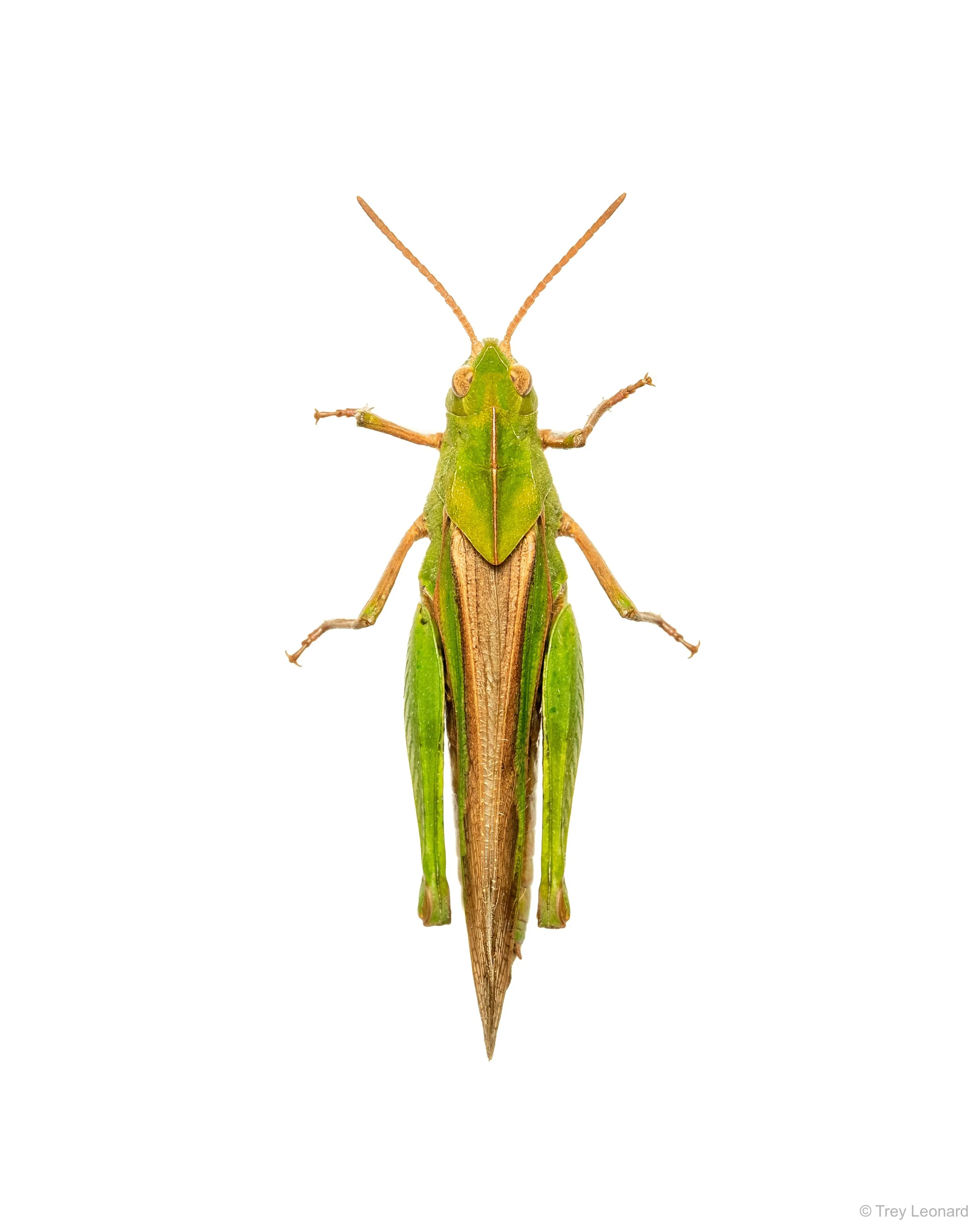 Green-striped Grasshopper 4-2026.jpg