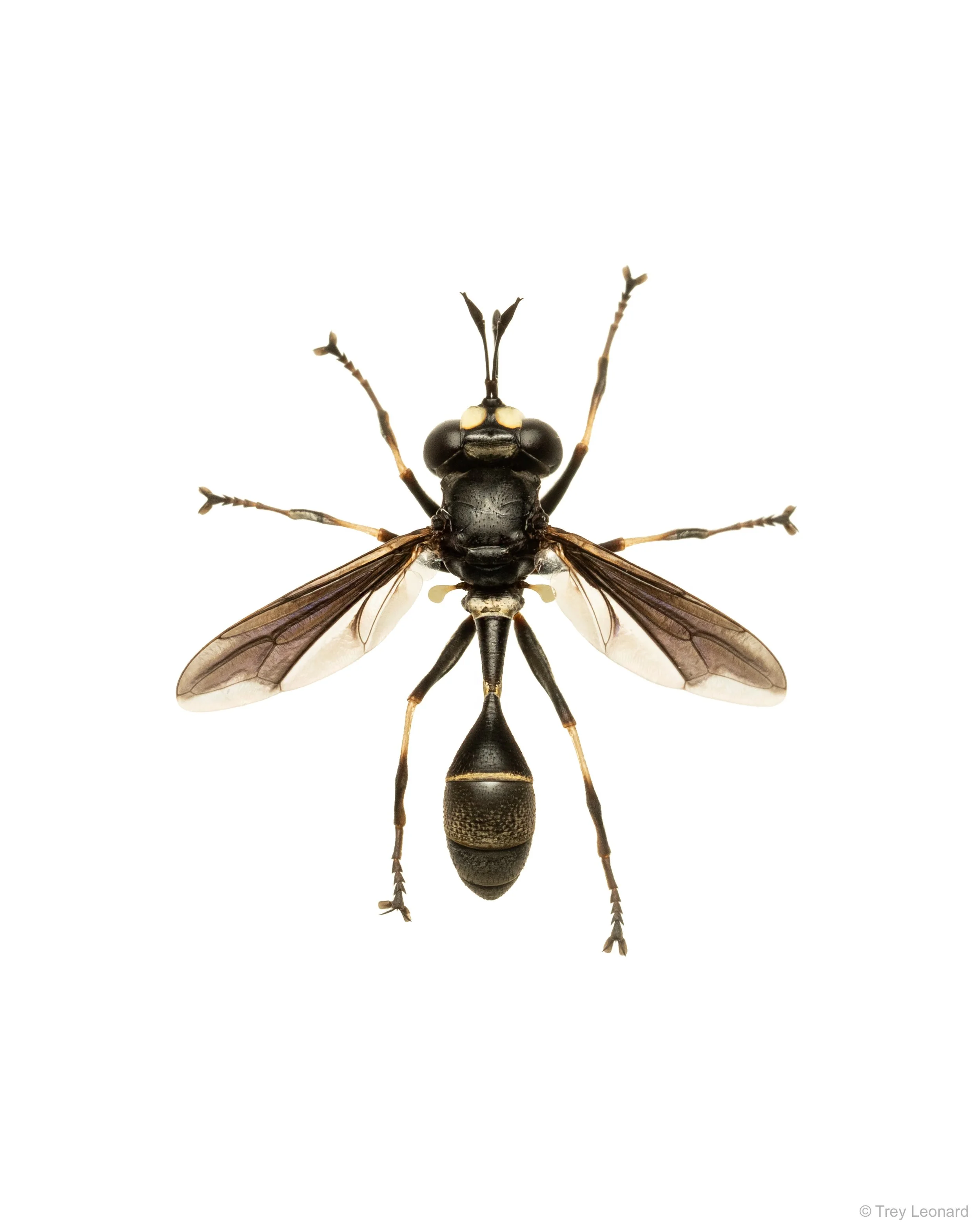 Physocephala tibialis 7-2026.jpg
