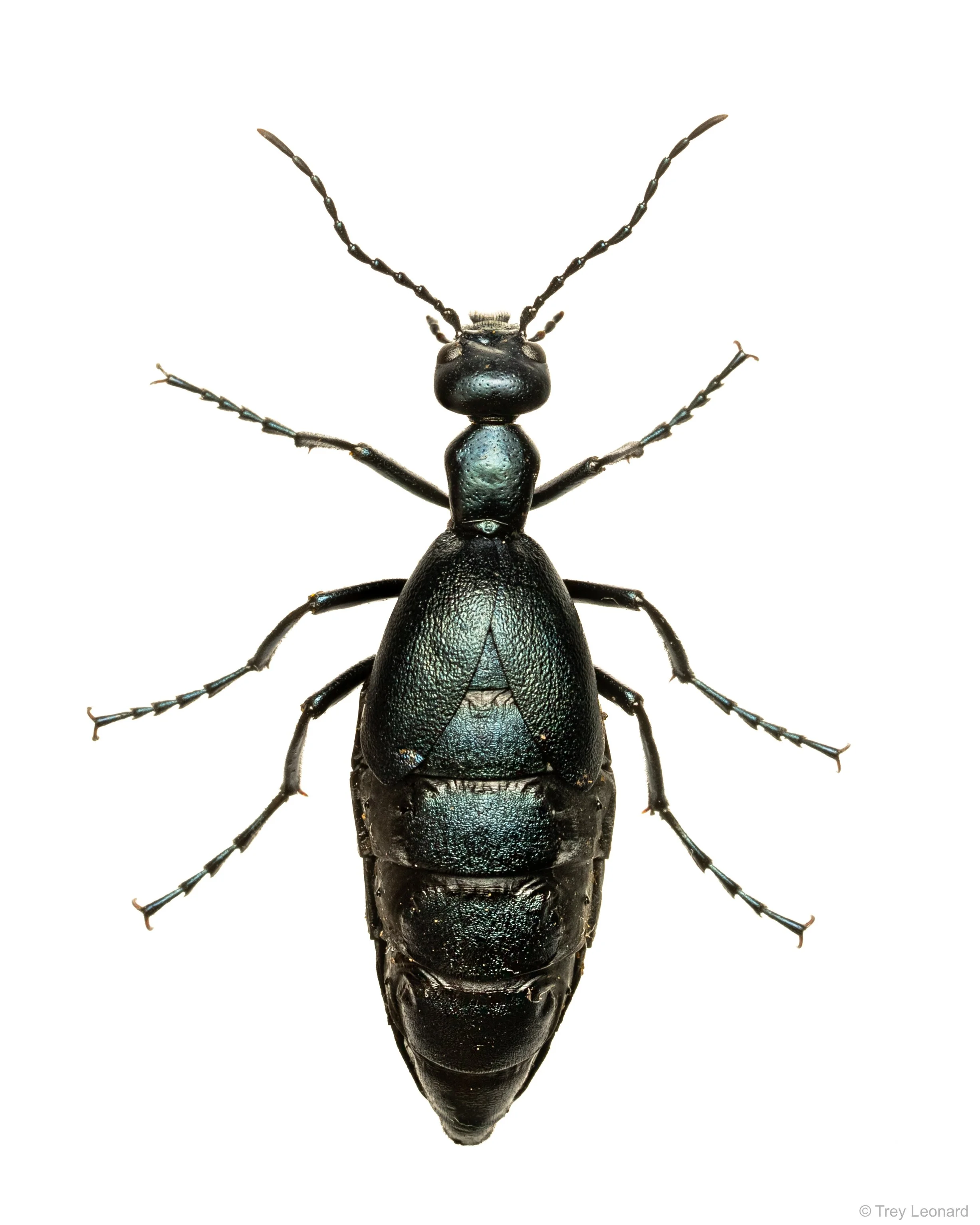 Impressive Oil Beetle 8-2026.jpg