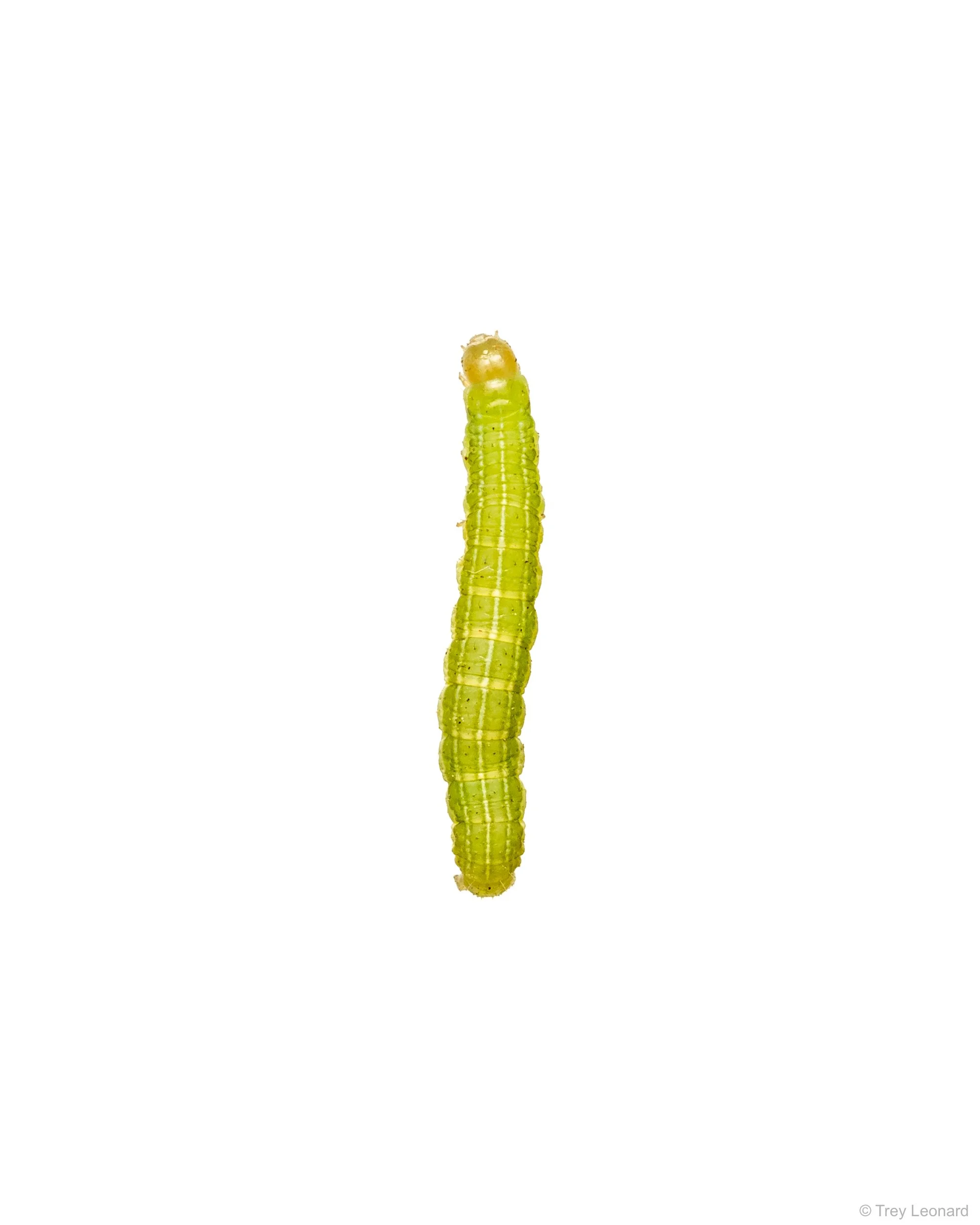 Angulose Prominent 5-2026.jpg