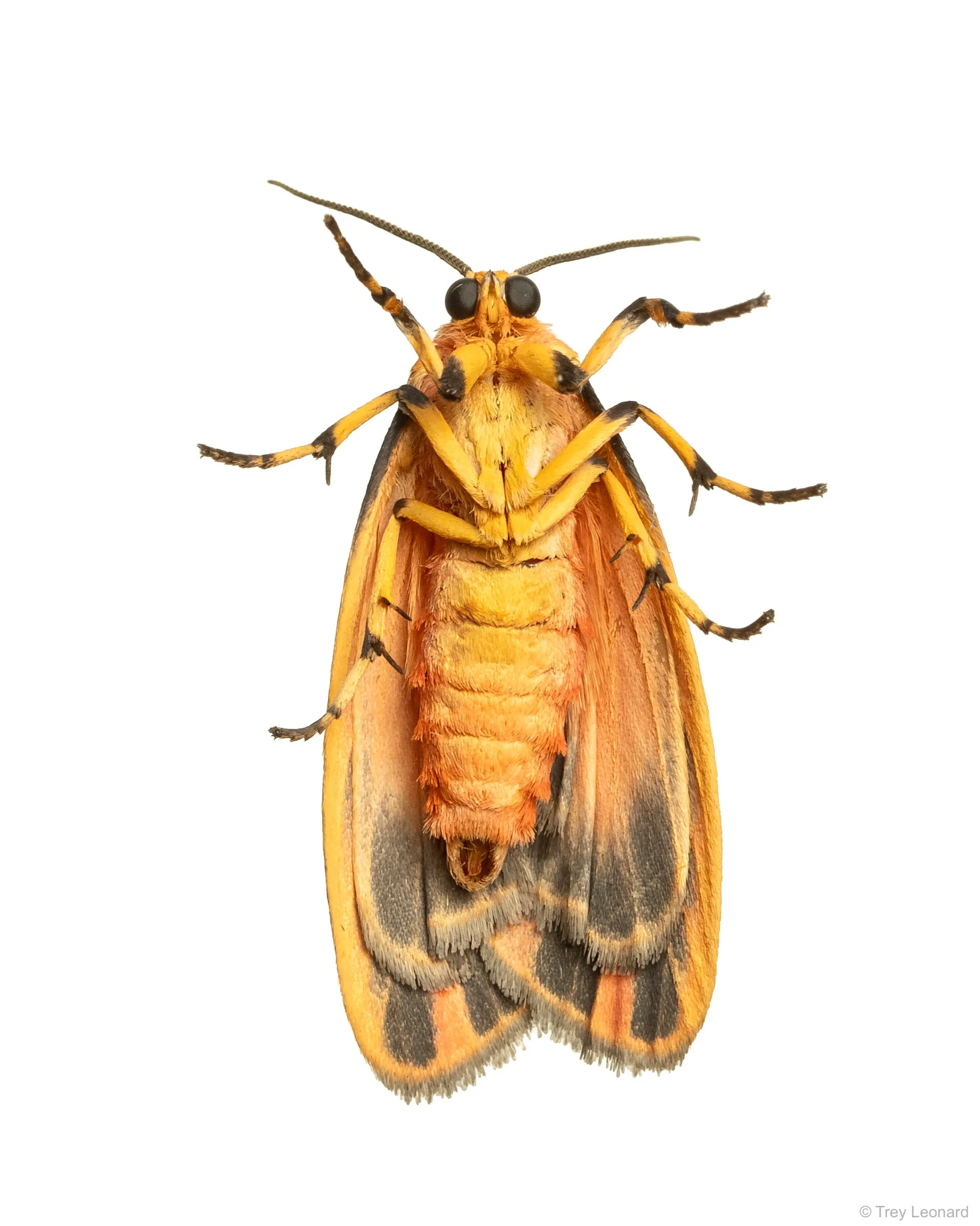 Painted Lichen Moth 7-2026-2.jpg