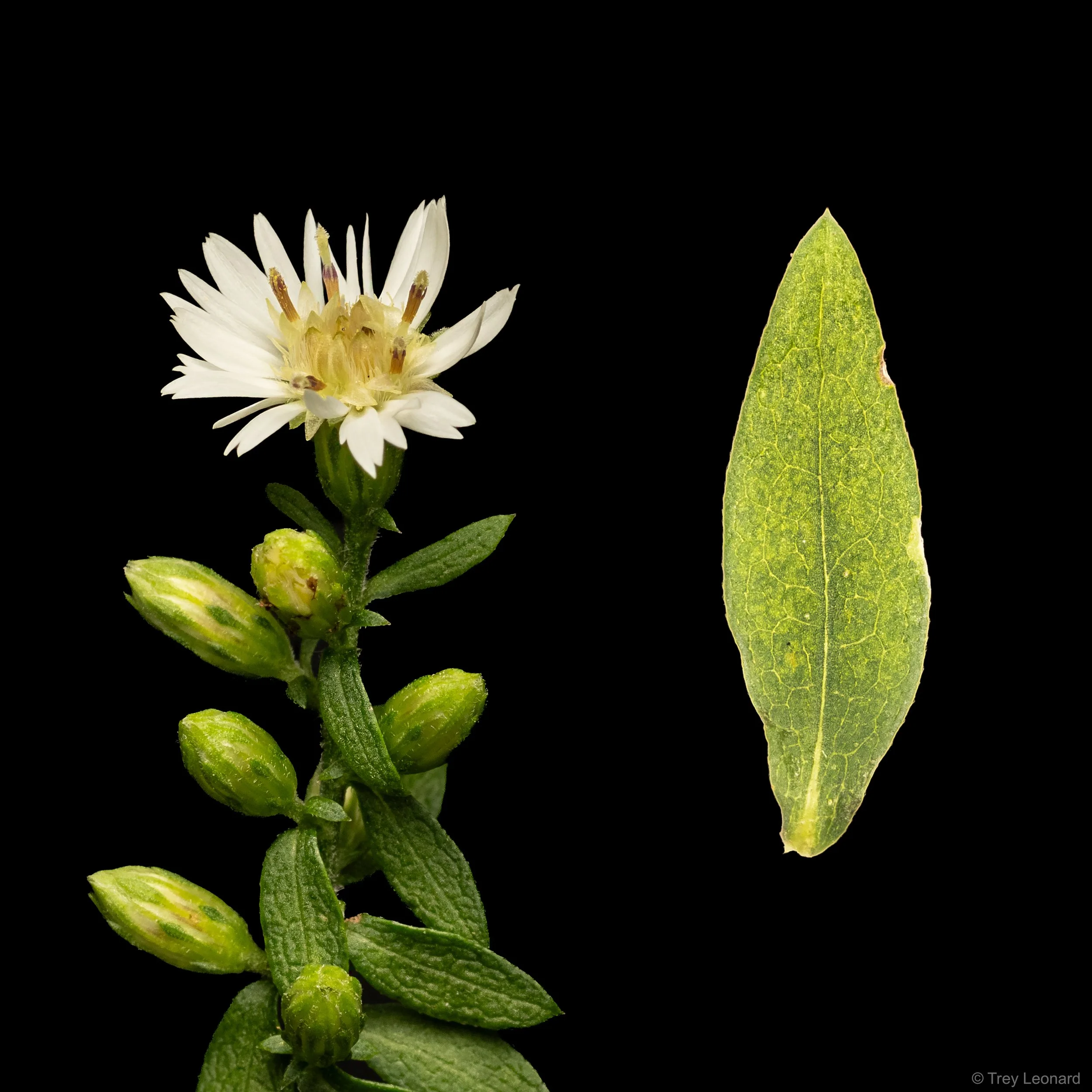 Small white aster .jpg