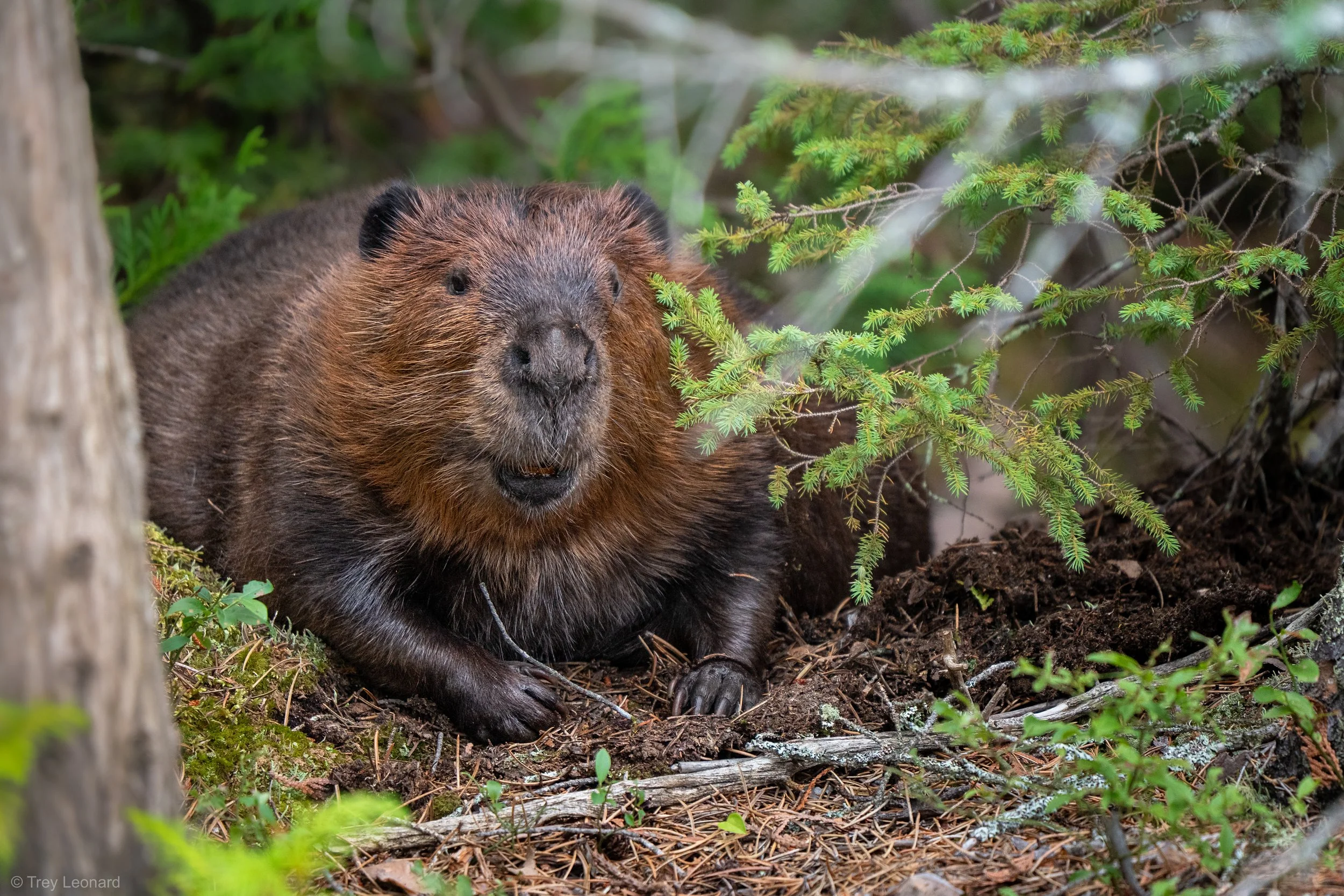American Beaver 8-2026.jpg