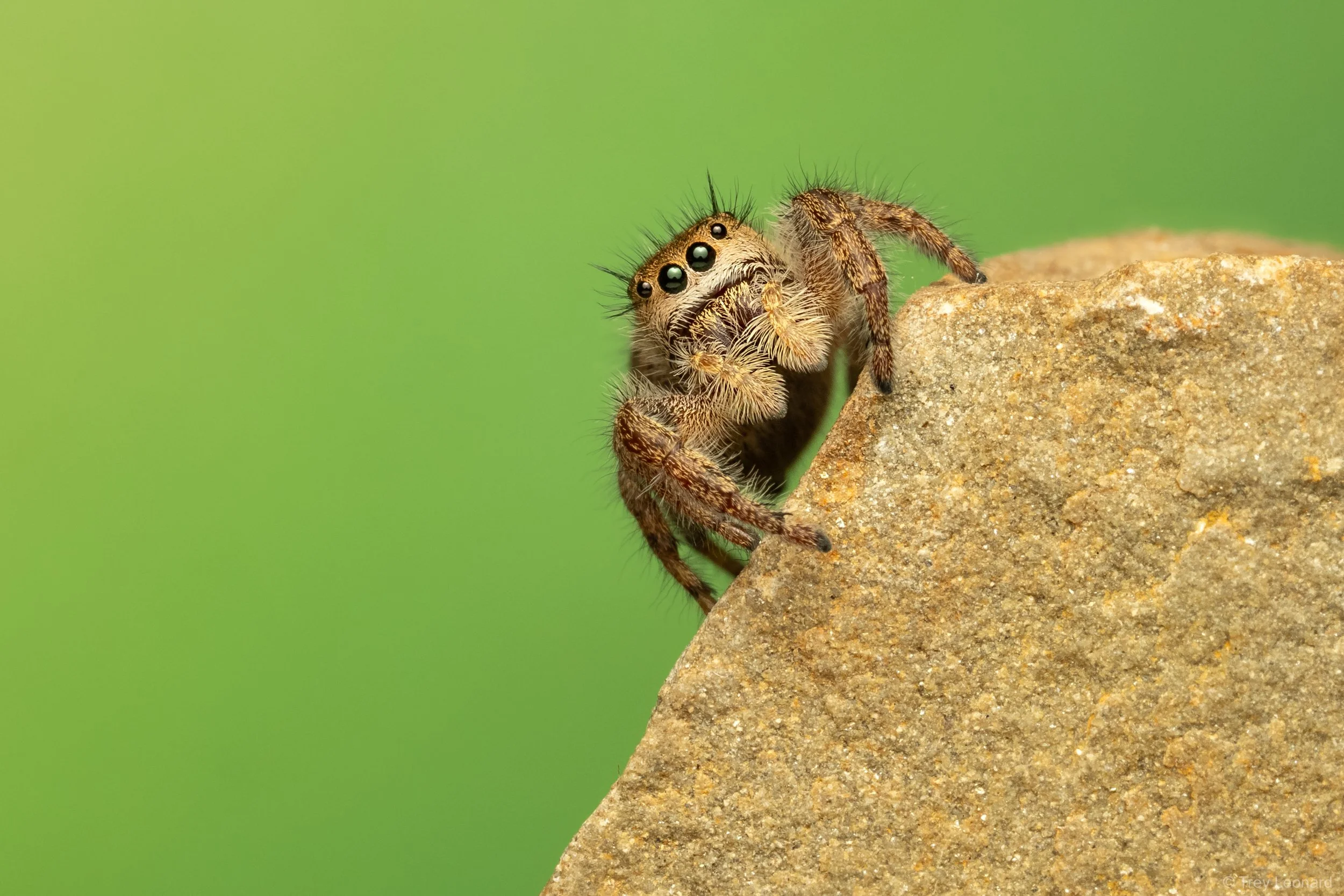 Grayish Jumping Spider 10-2026.jpg