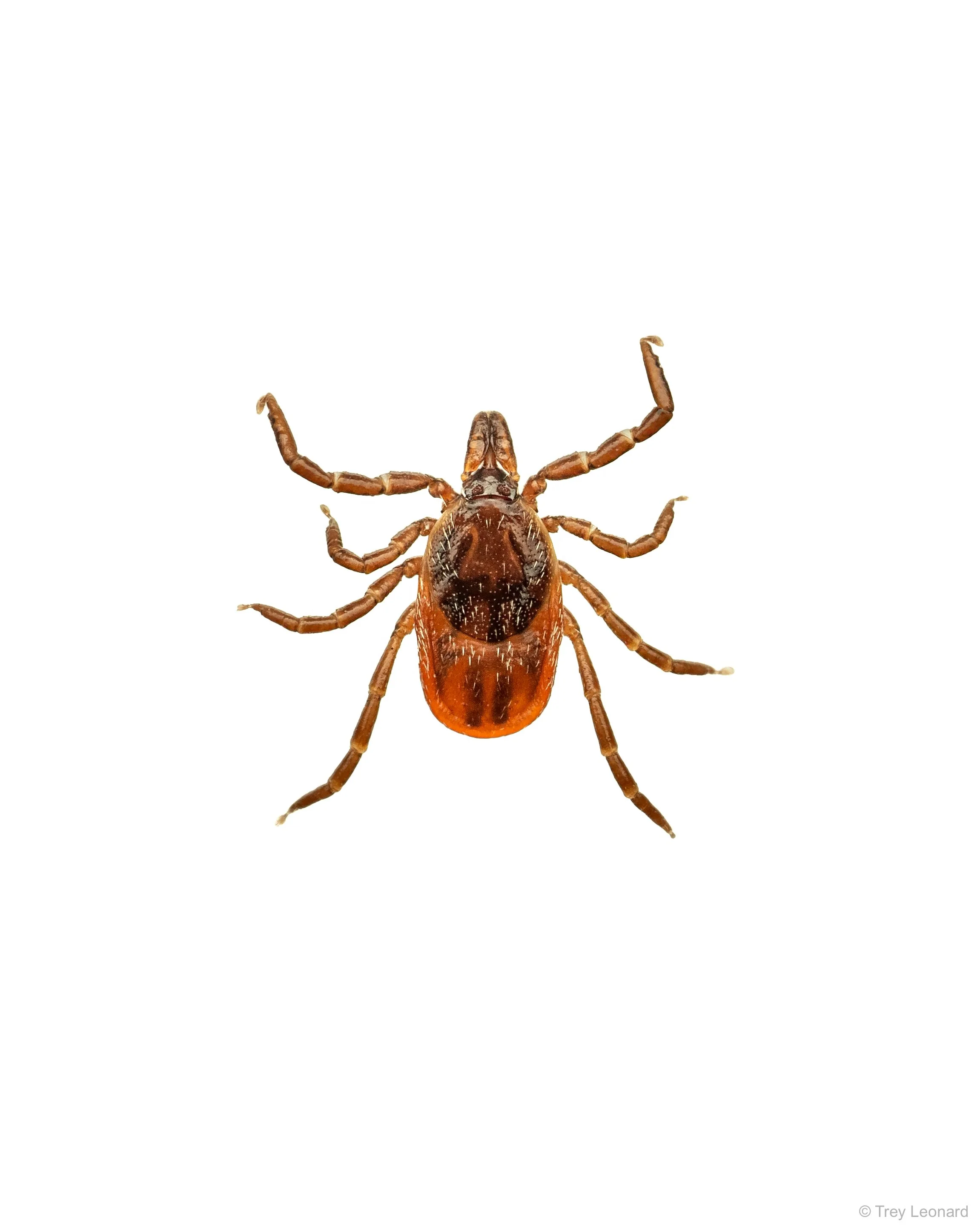 Eastern Black Legged Tick 4-2026.jpg