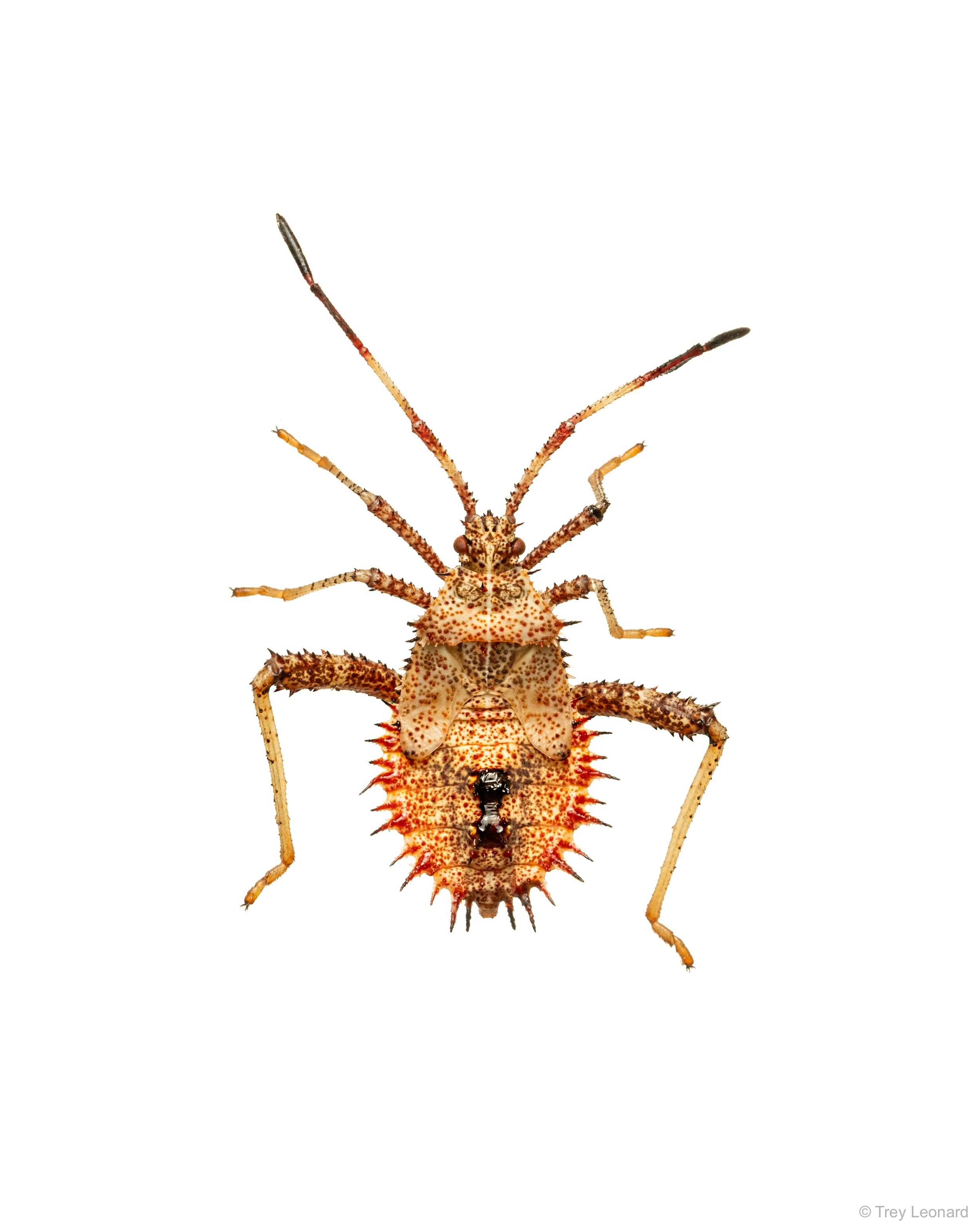 Helmeted Squash Bug 7-2026.jpg