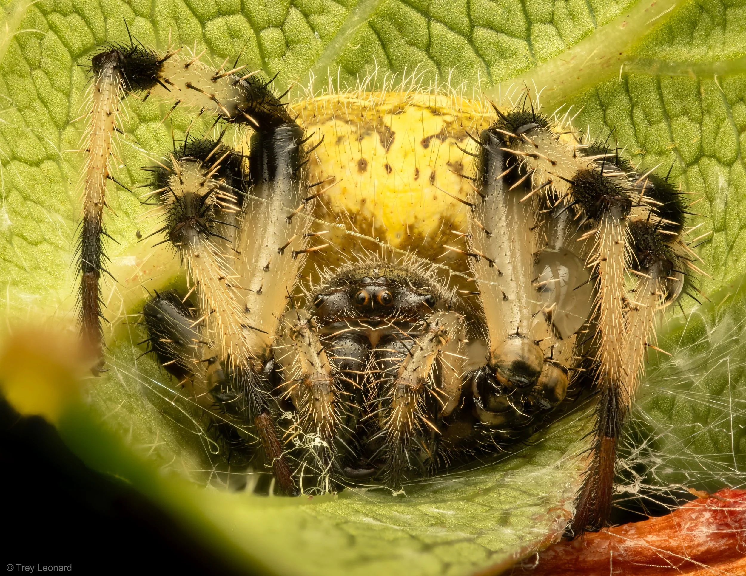 Shamrock Orbweaver 9-2026.jpg