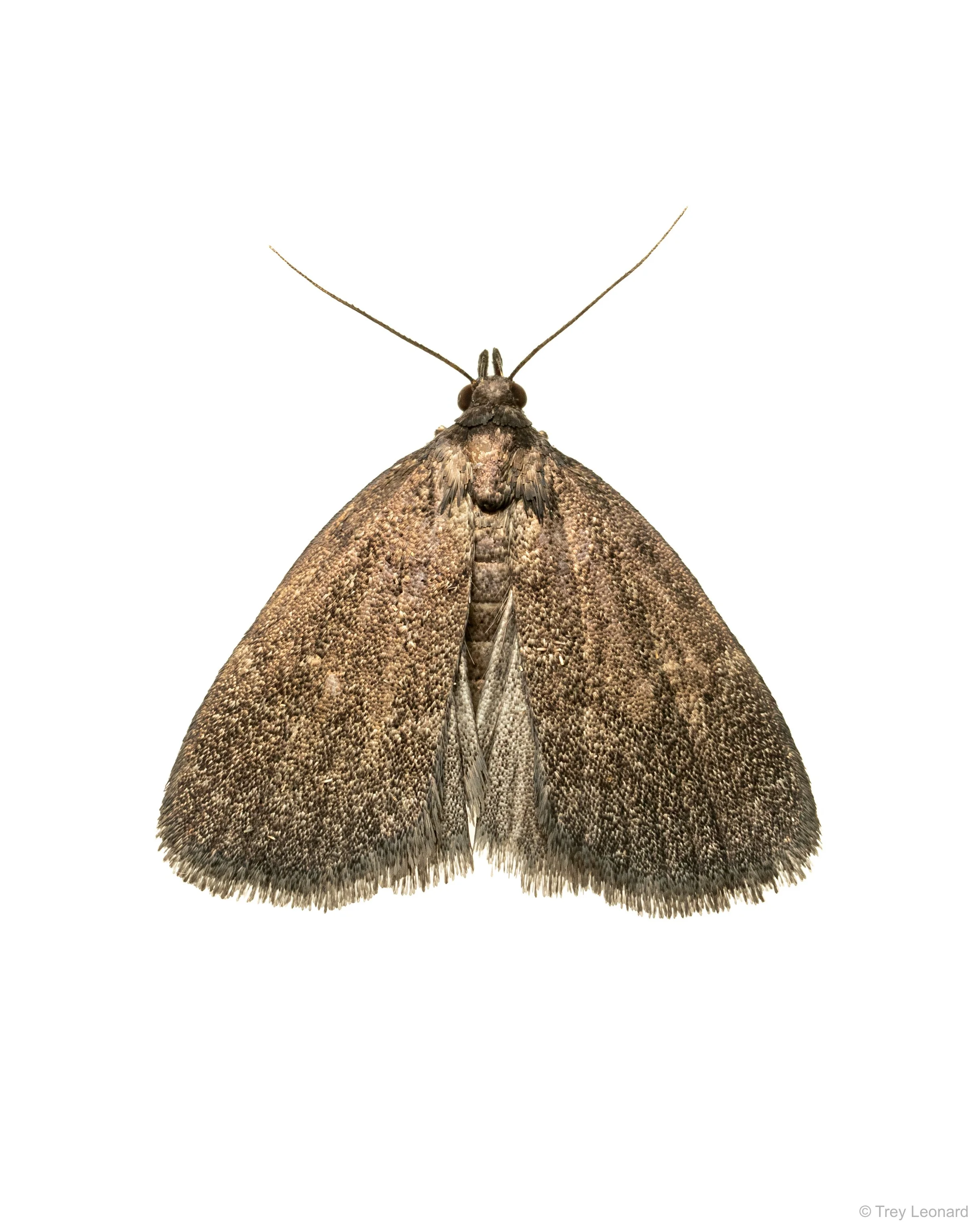 Rotund Idia Moth 7-2026.jpg