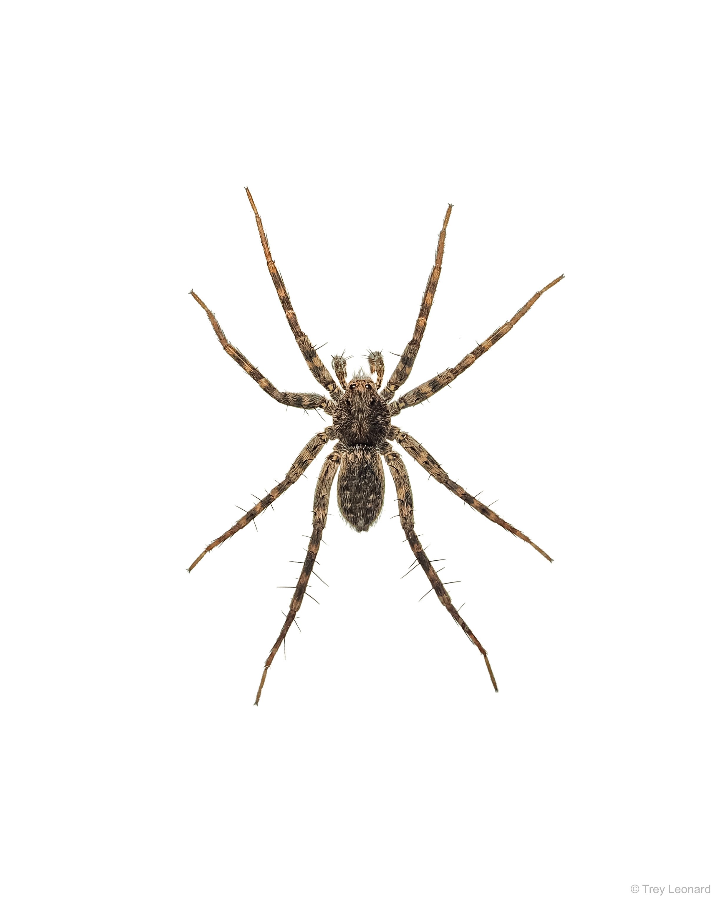 Stone Spider 3-2026.jpg