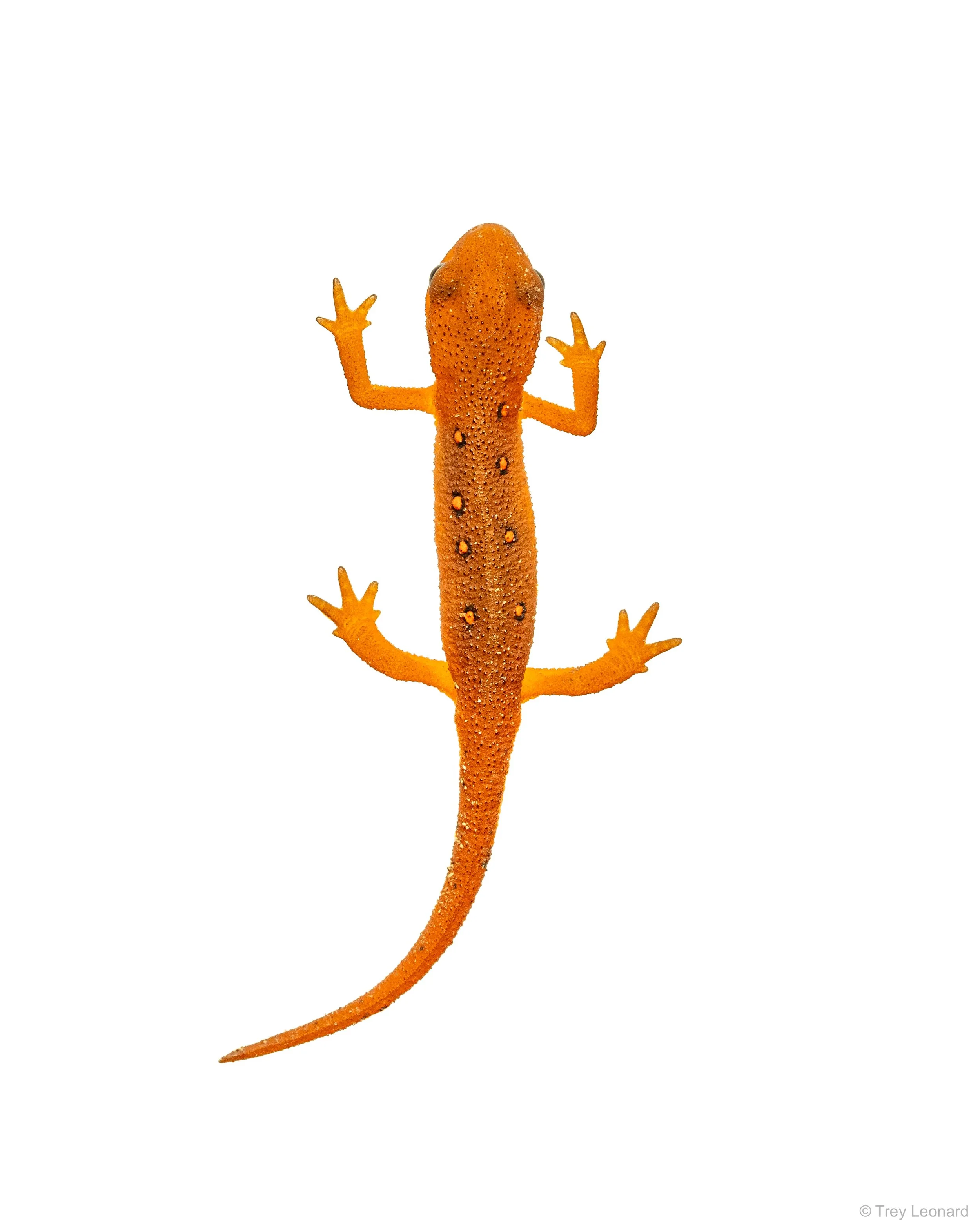 Eastern Newt Eft 4-2026.jpg