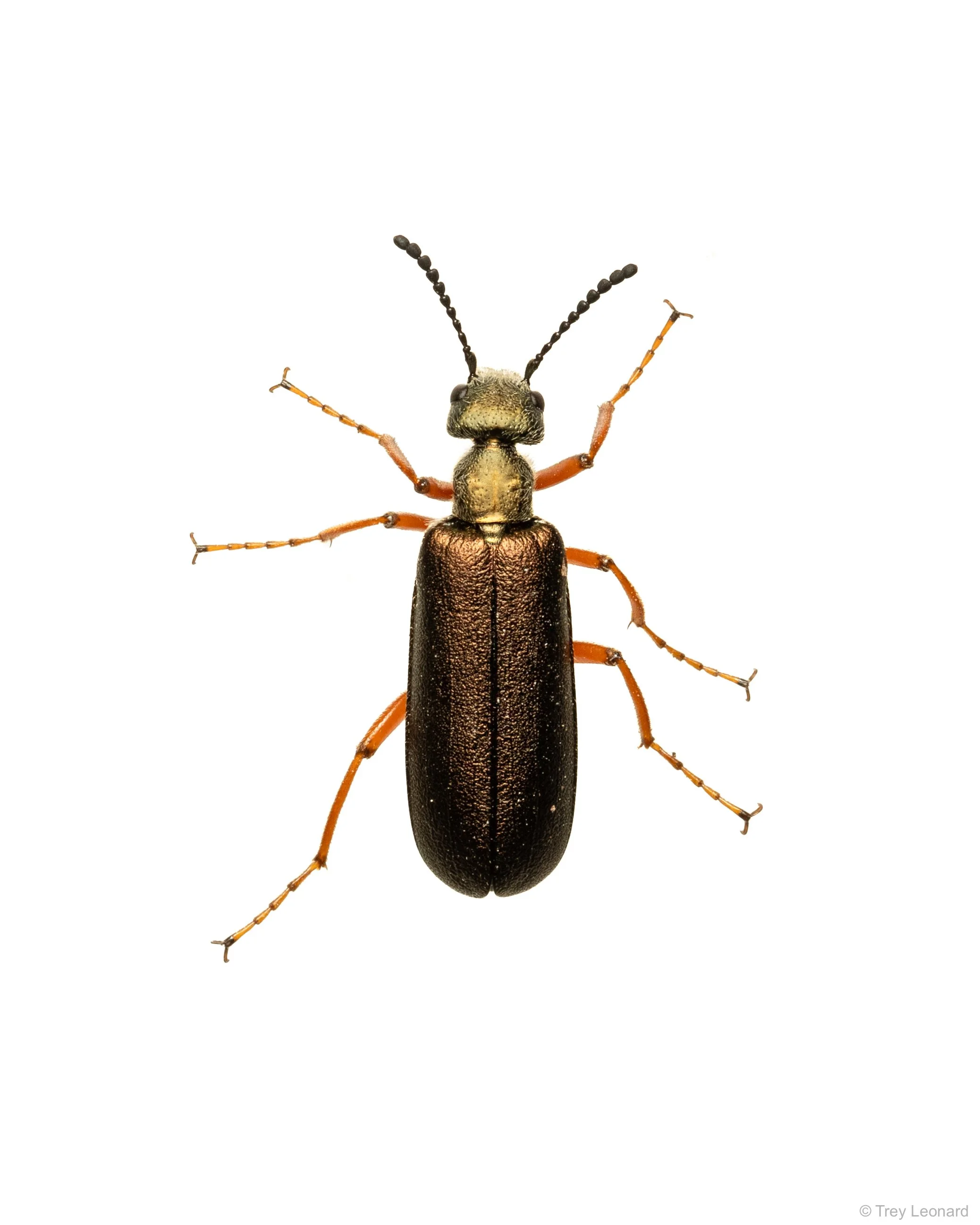 Brassy Blister Beetle 4-2026.jpg