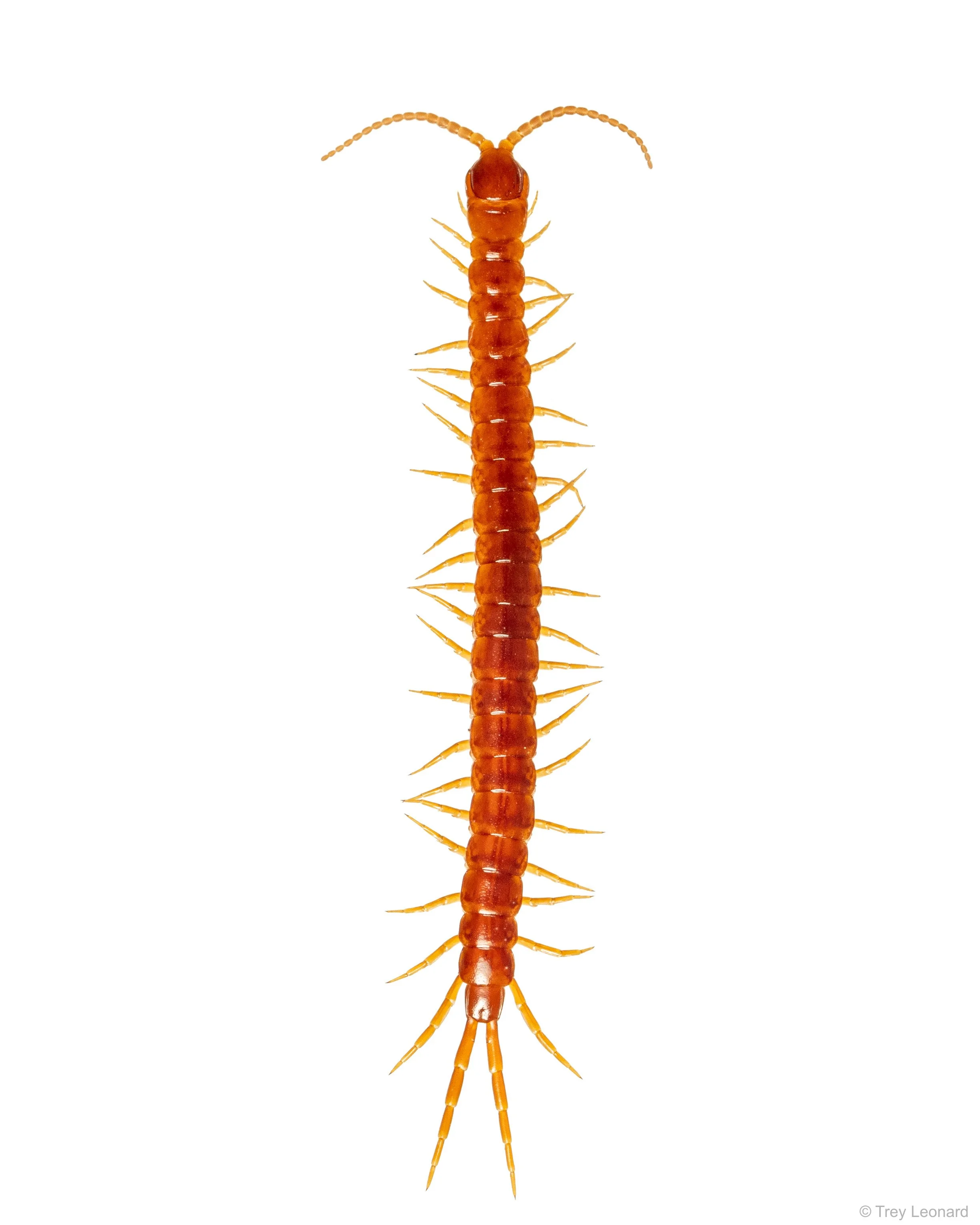 Eastern Red Centipede 3-2026.jpg