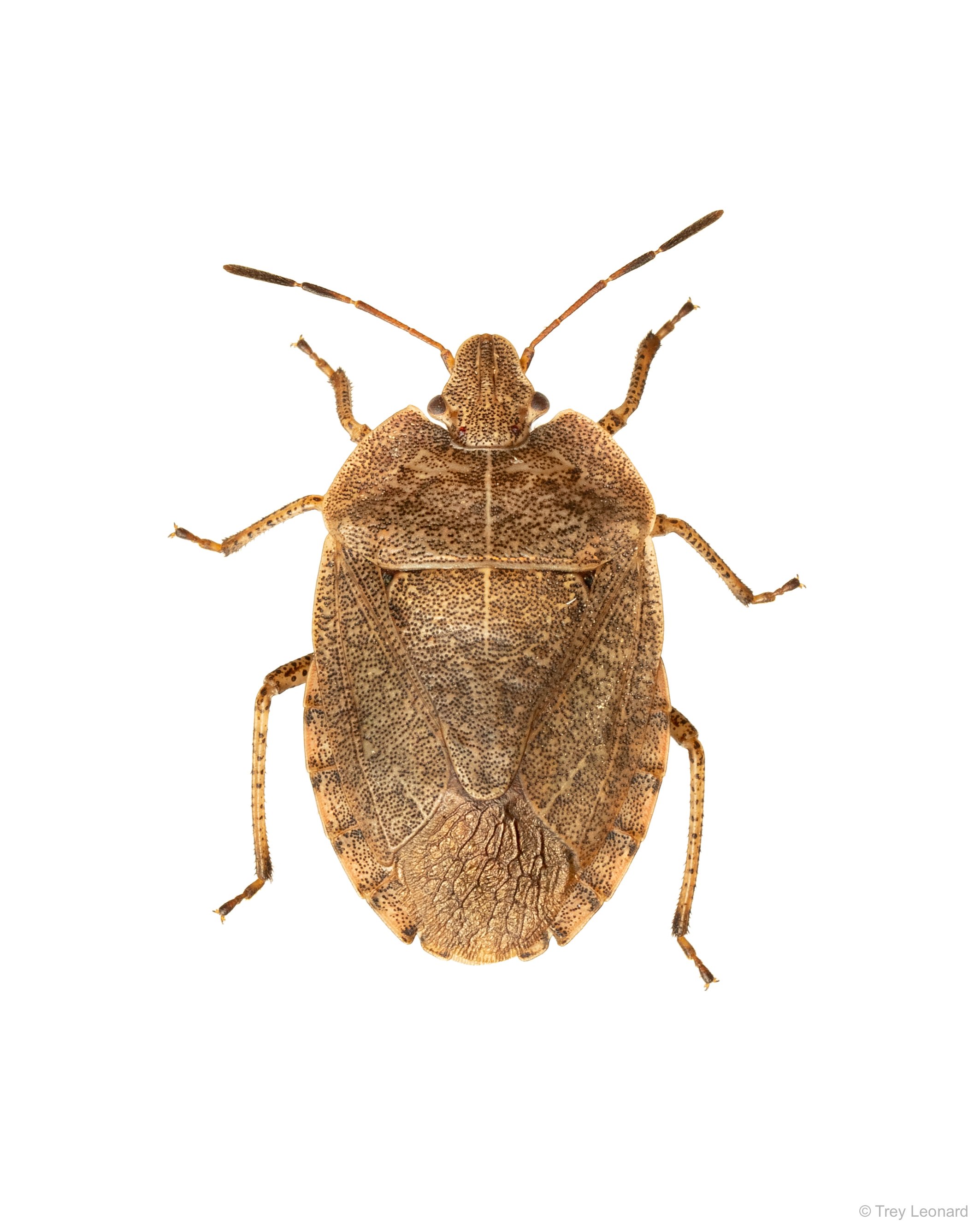Elf Shoe Stink Bug 6-2026.jpg