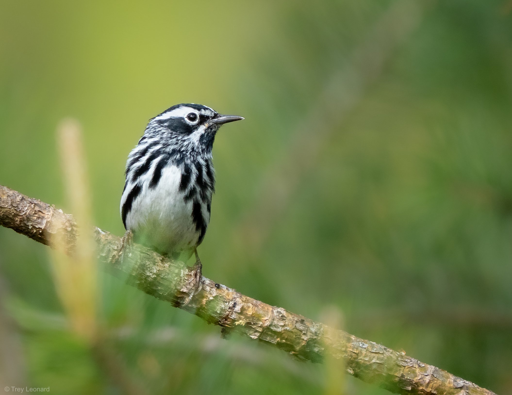 Black-and-White Warbler 5-2026.jpg