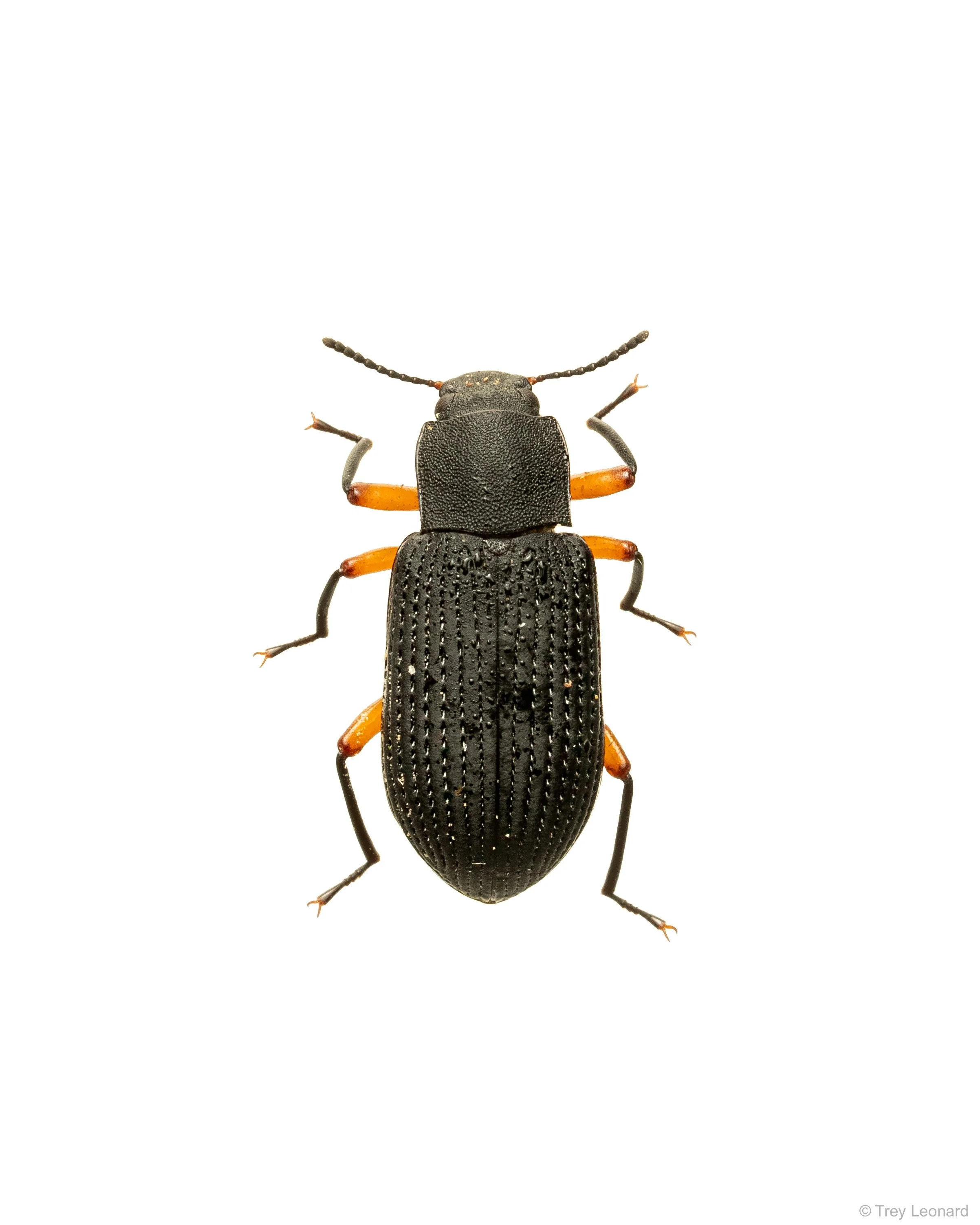 Haplandrus fulvipes 7-2026.jpg