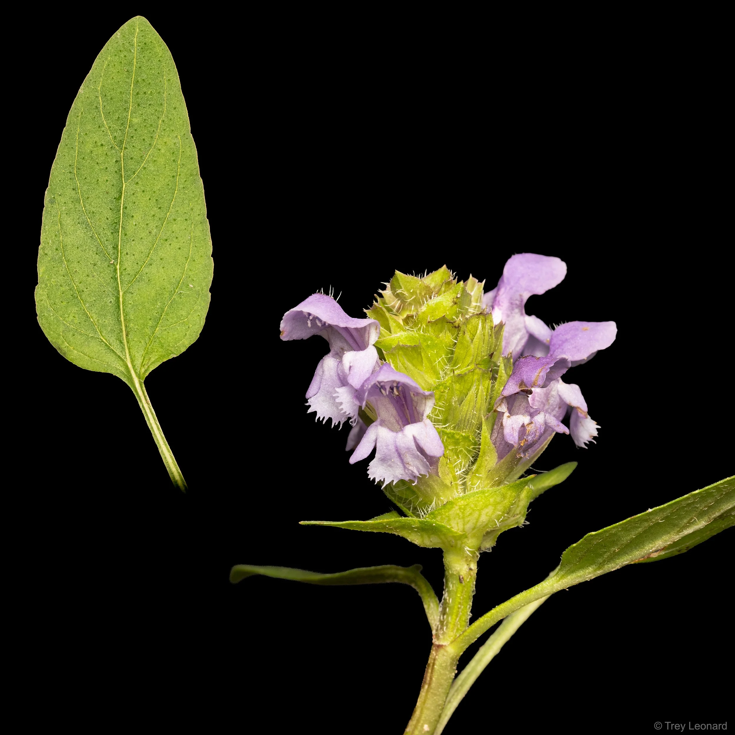 common selfheal copy.jpg