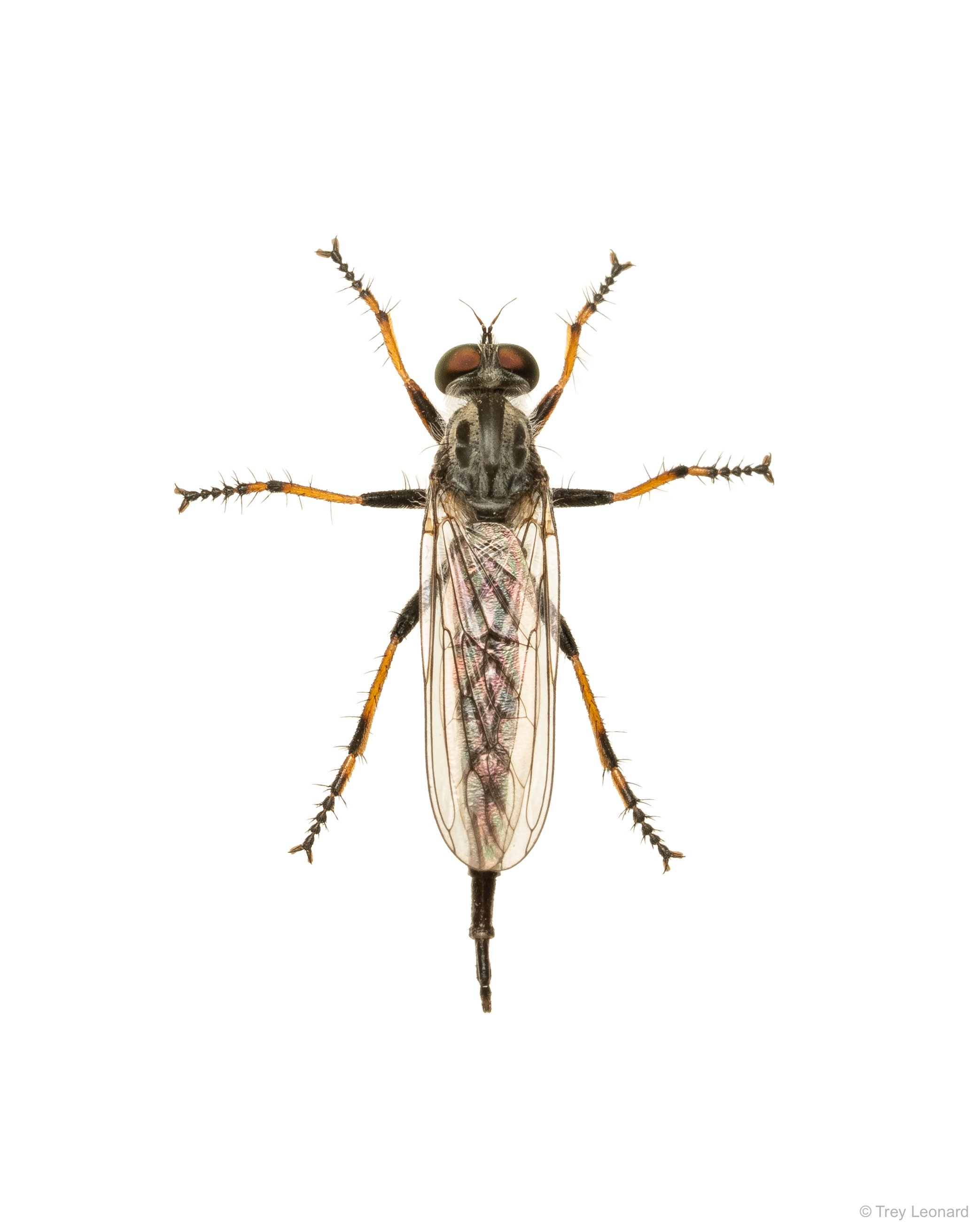 Robber Fly 6-2026.jpg