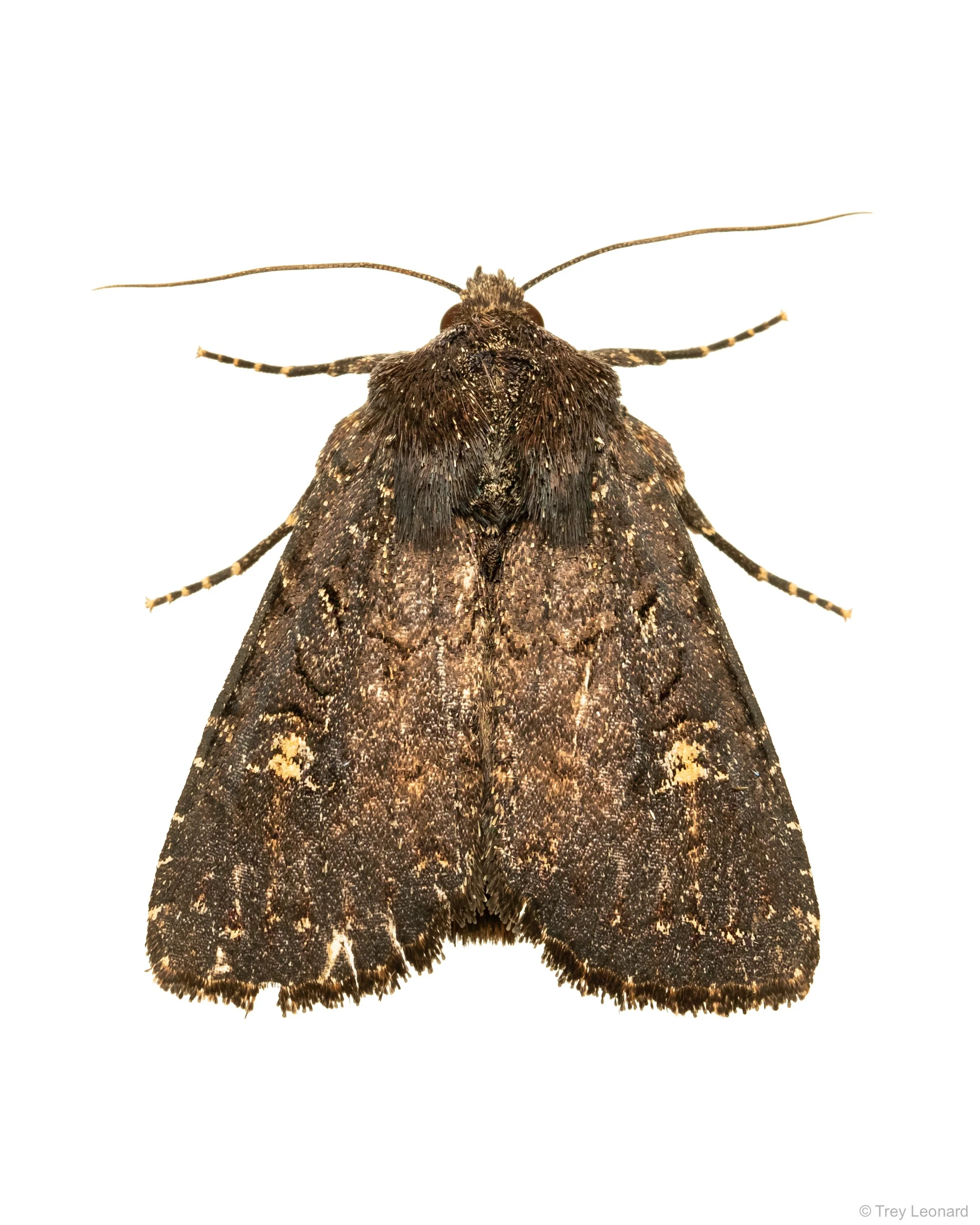 Doubtful Apamea Moth 8-2026-3.jpg