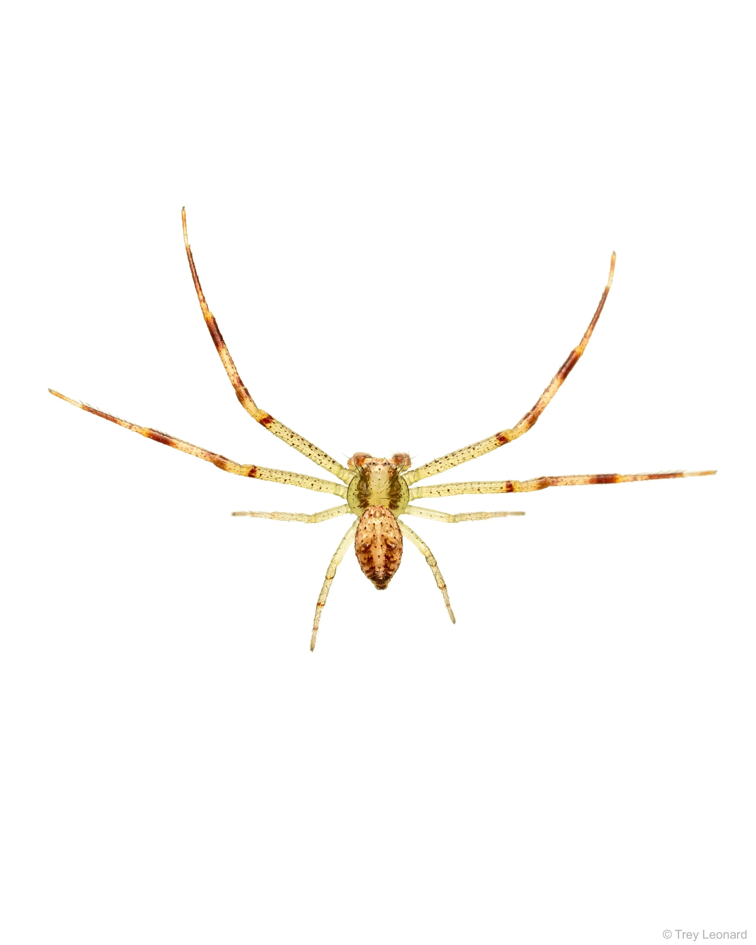 Northern Crab Spider 4-2026.jpg