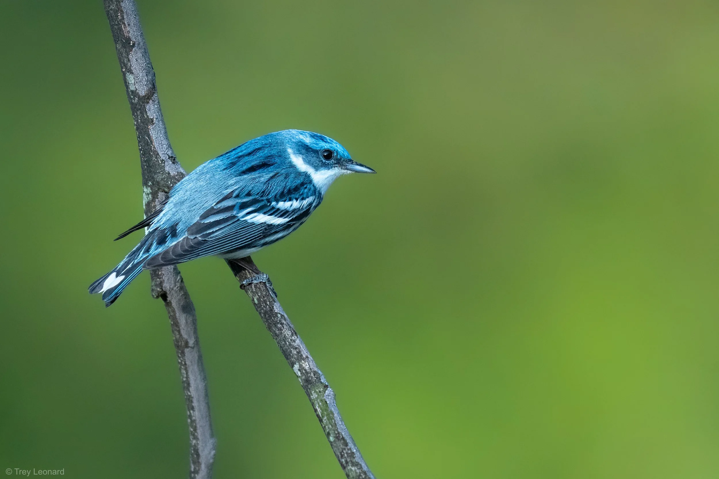 Cerulean Warbler 5-2026-3.jpg