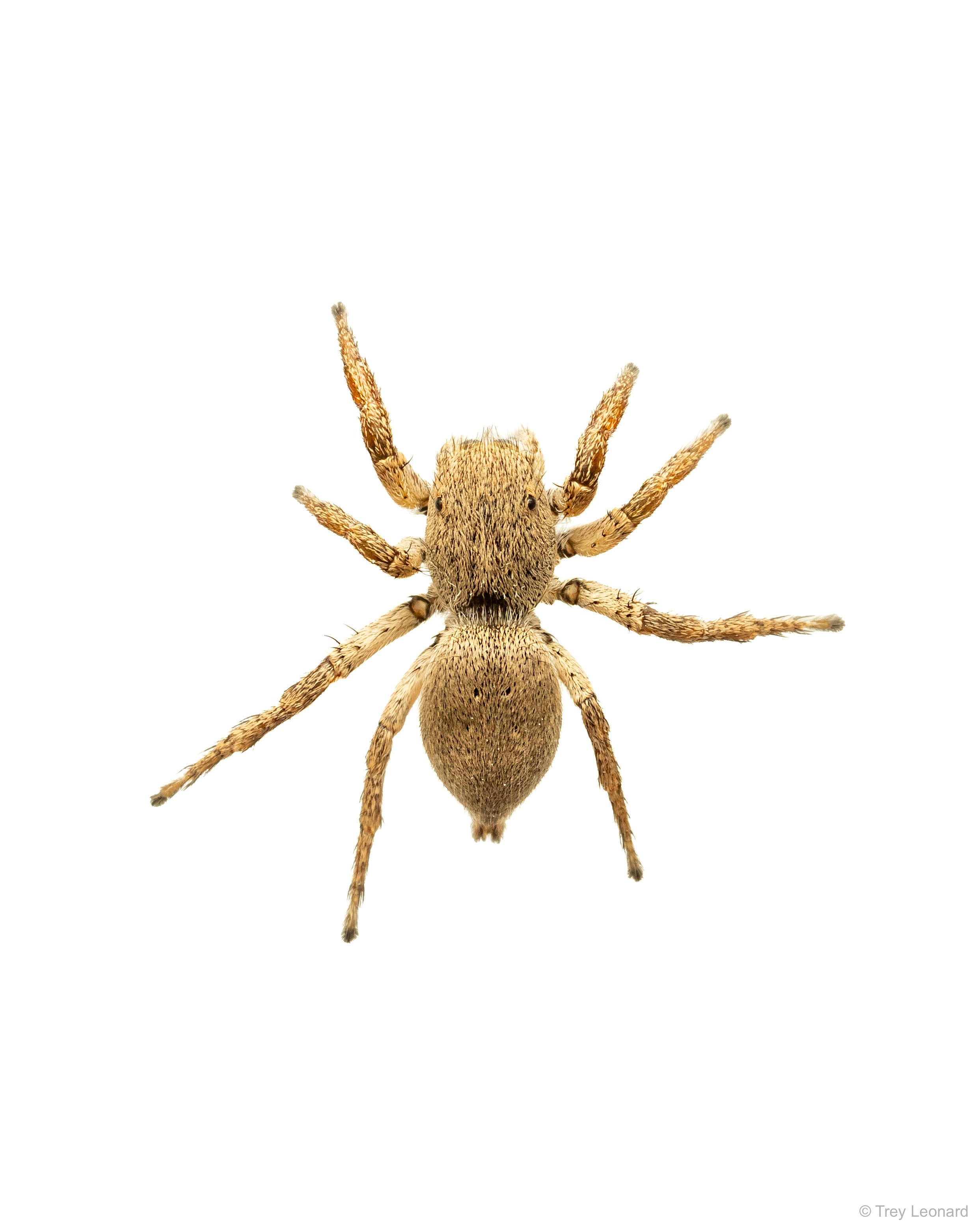 Habronattus 4-2026.jpg