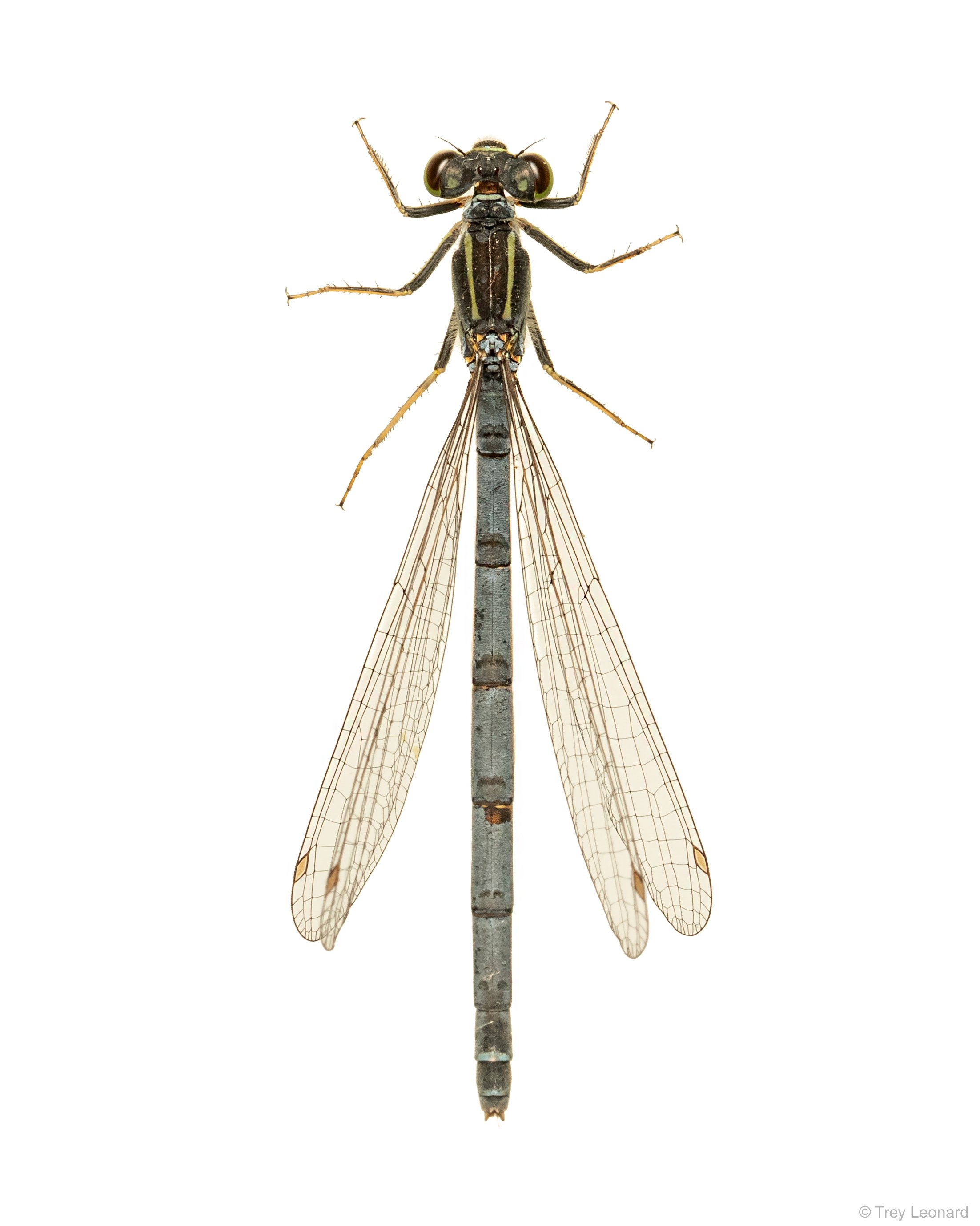 Eastern Forktail 5-2026.jpg
