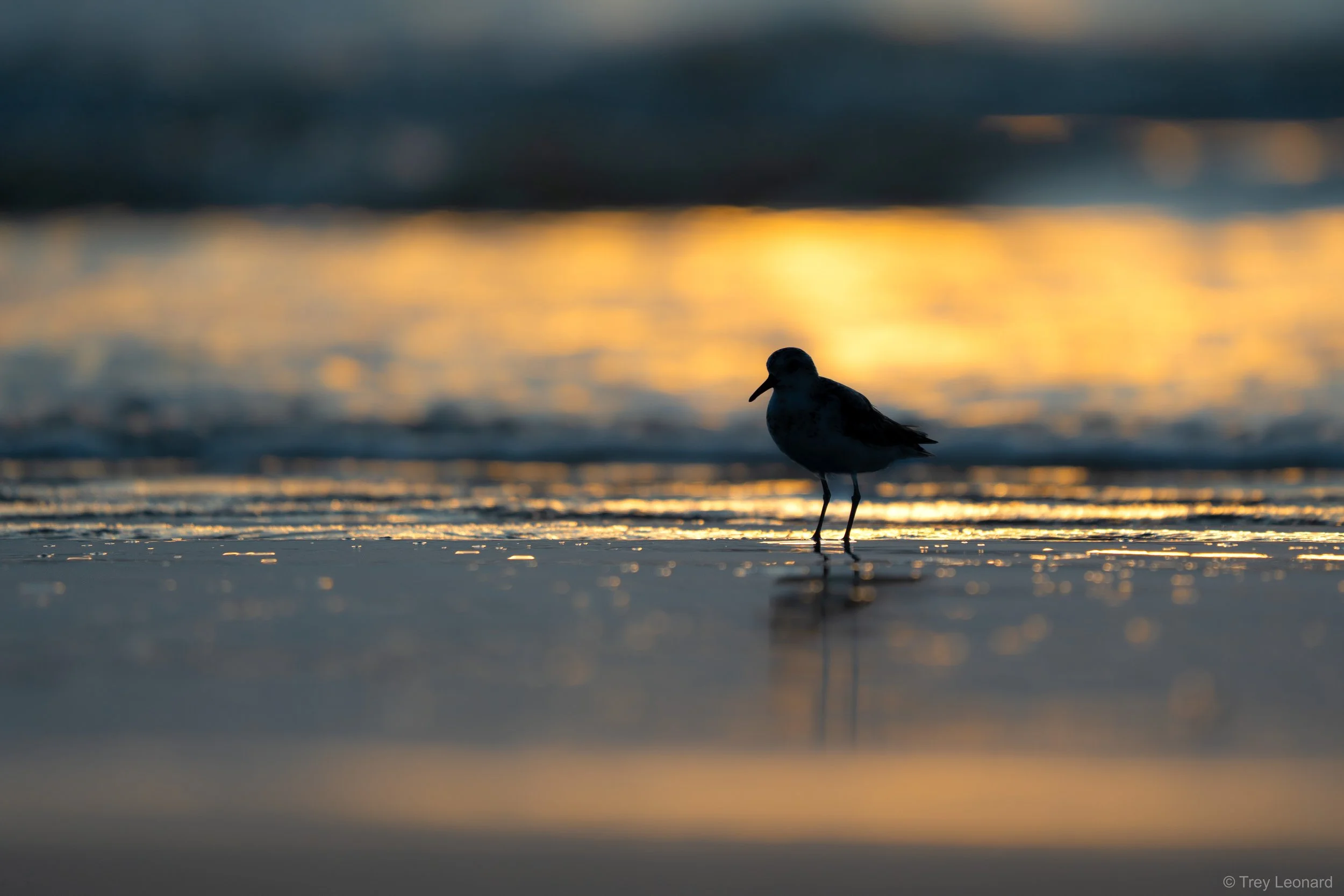 Least Sandpiper 8-2024.jpg