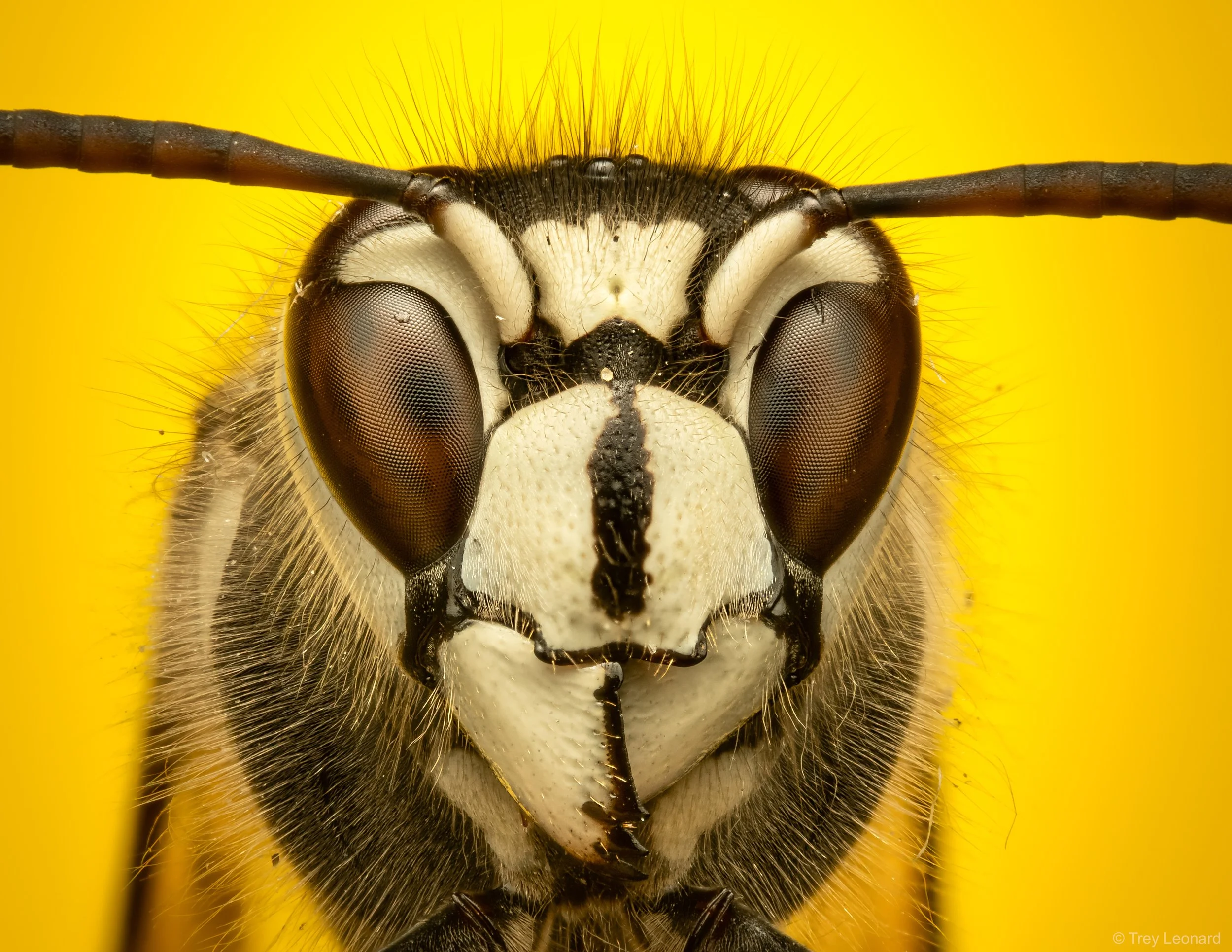 Insects and Arthropods