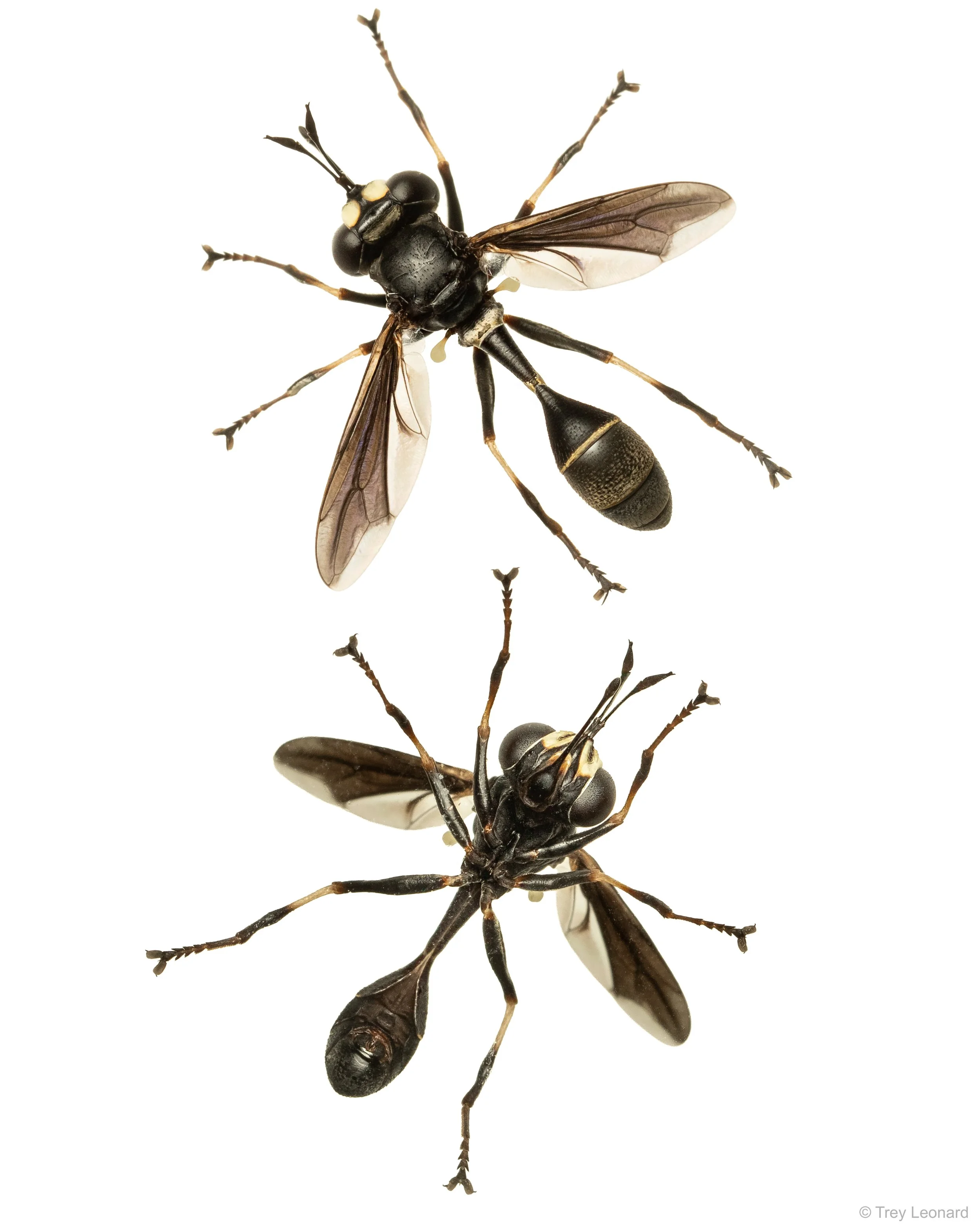 Physocephala tibialis 7-2026-3.jpg