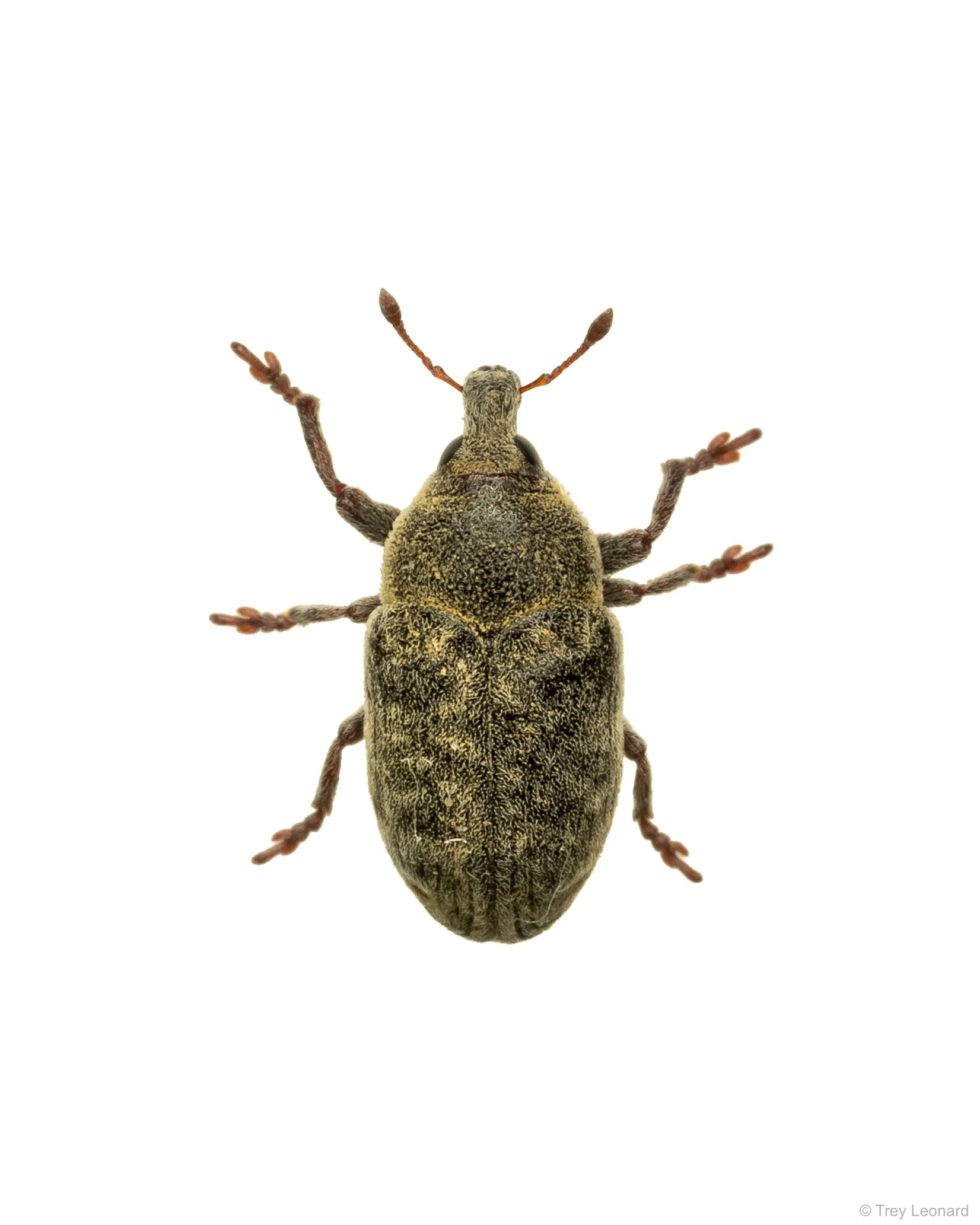 Larinus 7-2026.jpg