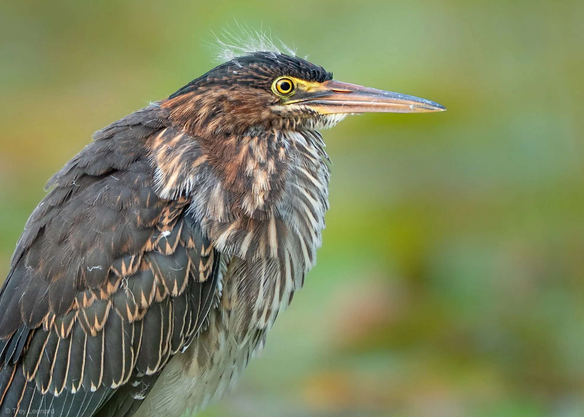 Green Heron 8-2026.jpg