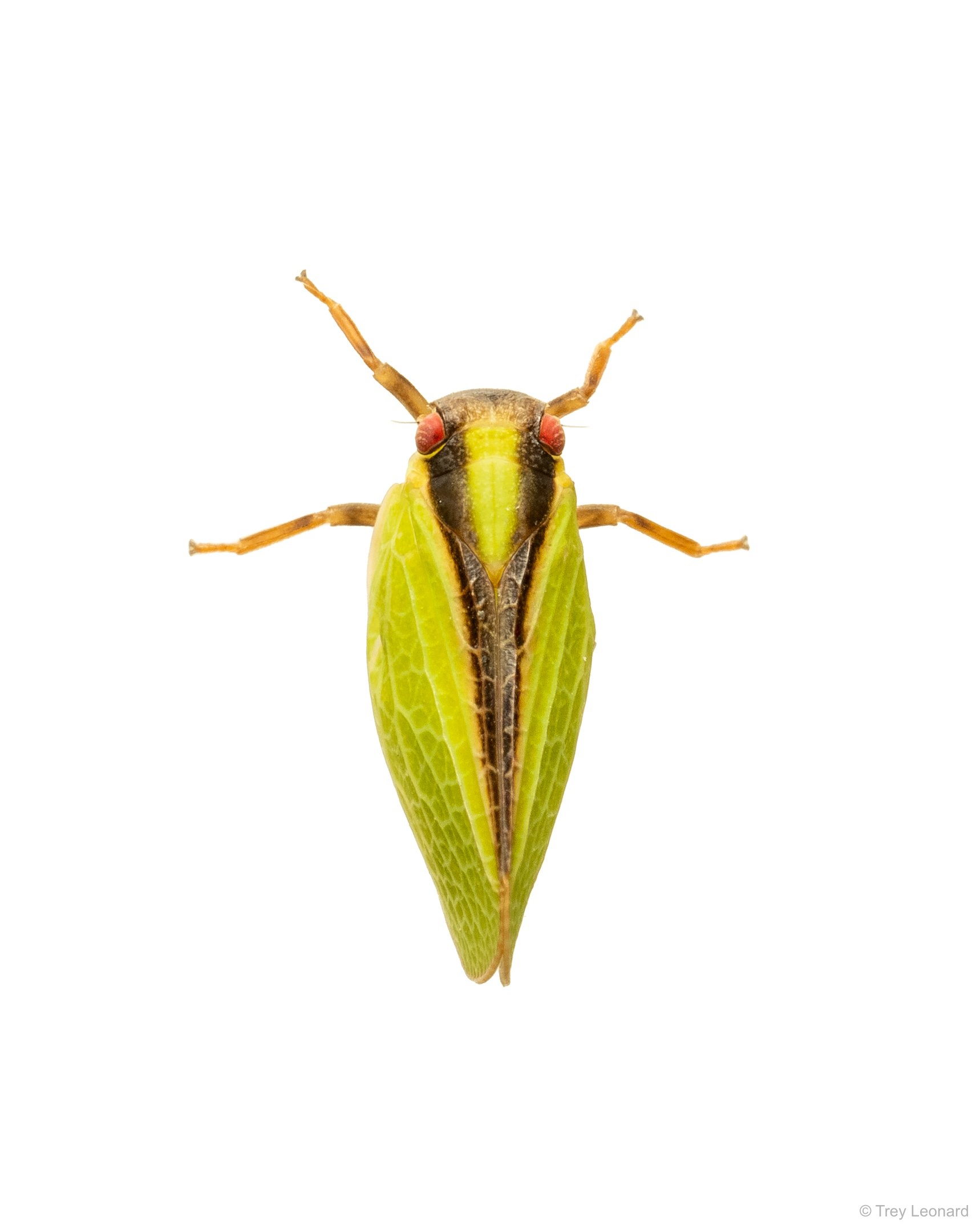 Two-striped Planthopper 7-2026.jpg