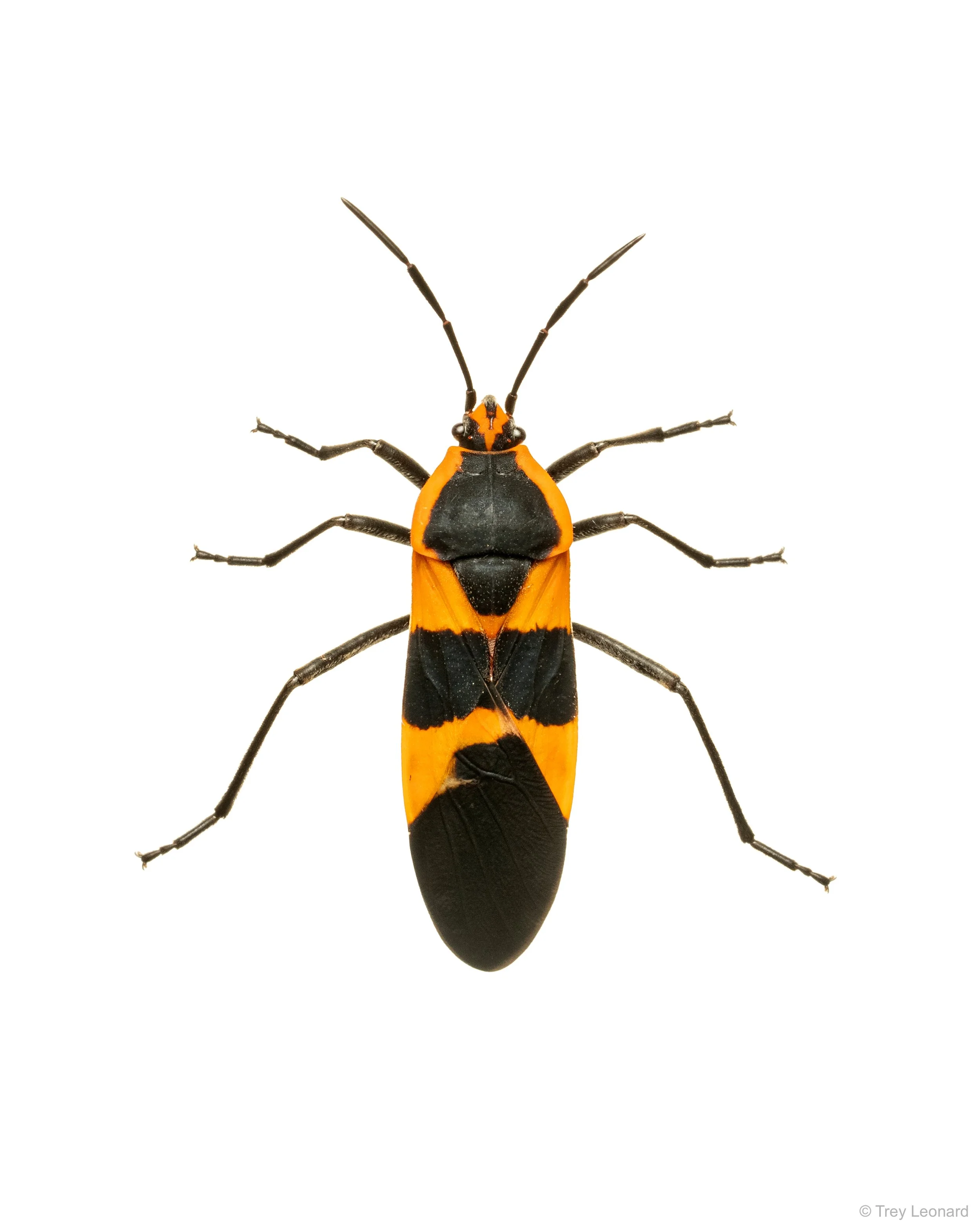Large Milkweek Bug 7-2026.jpg