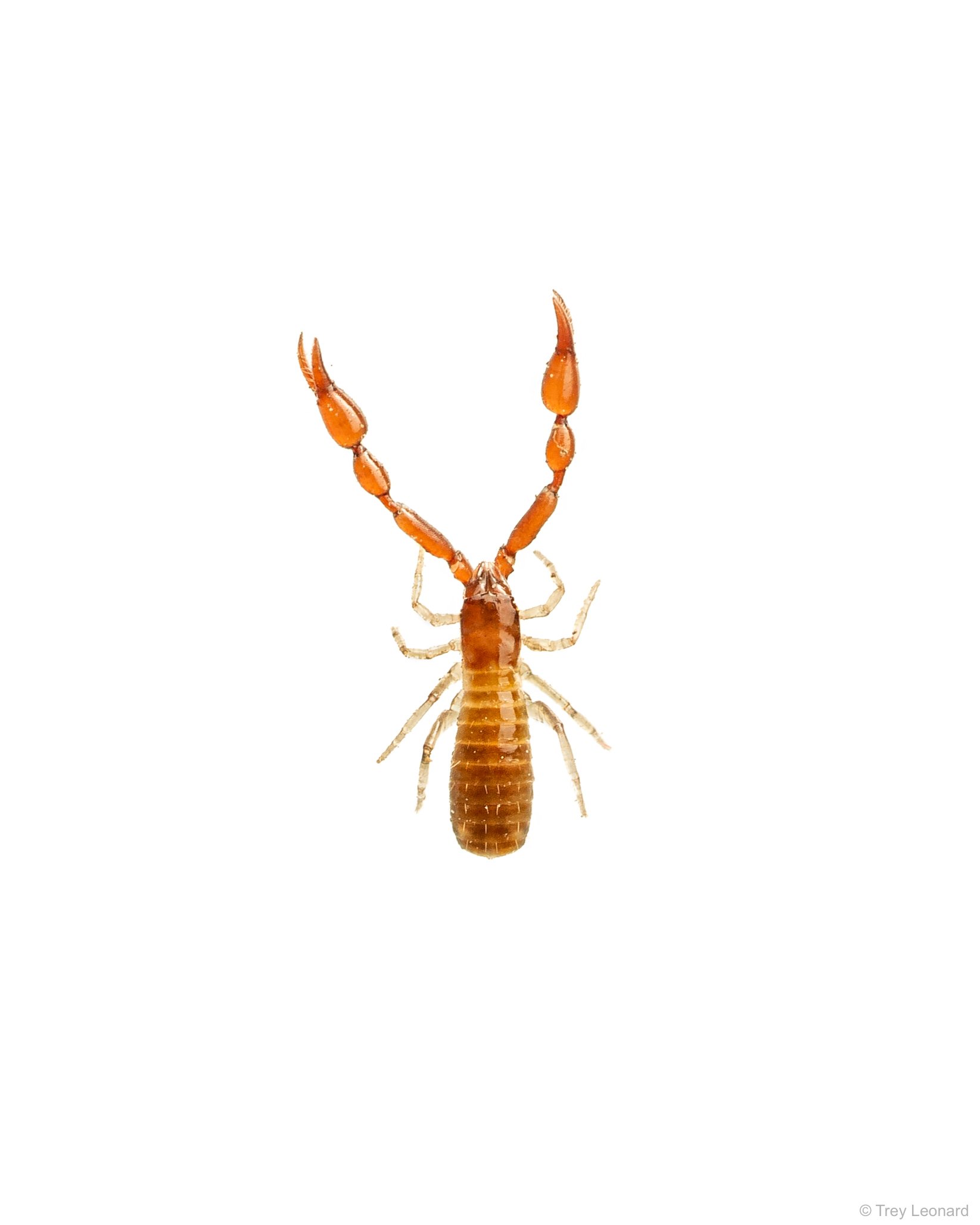 Pseudoscorpion 6-2026.jpg