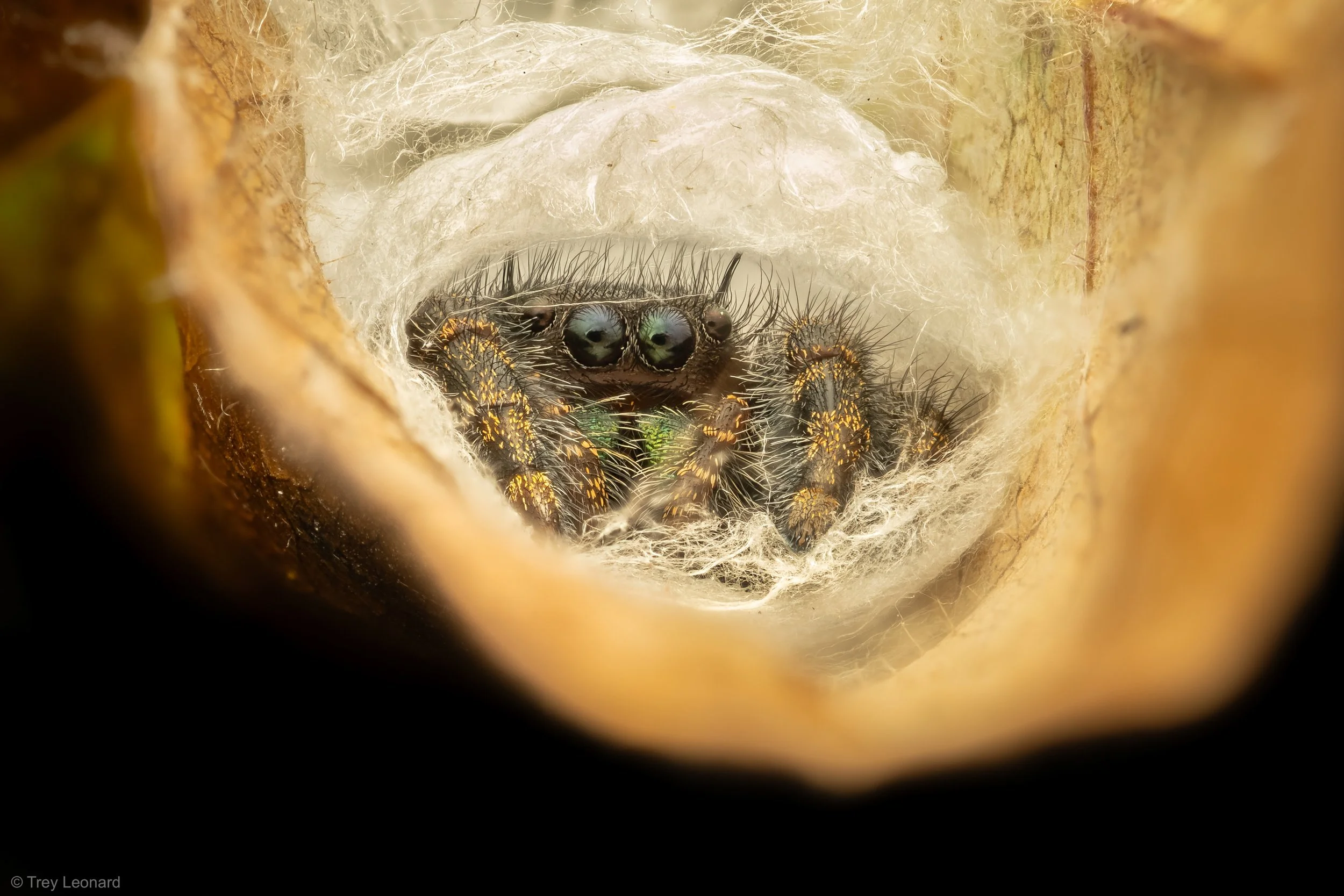 Bold Jumping Spider 10-2026.jpg