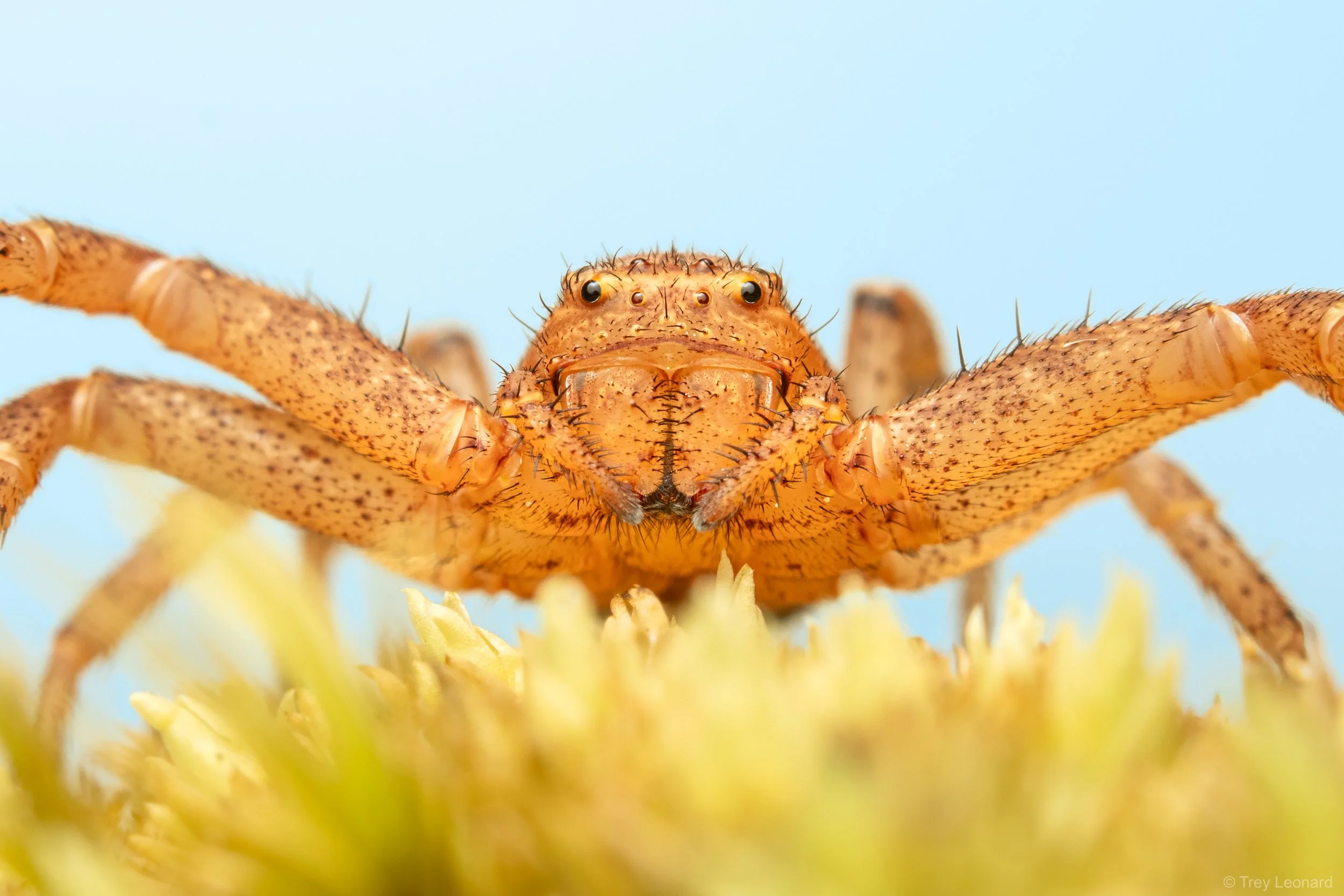 Insects and Arthropods