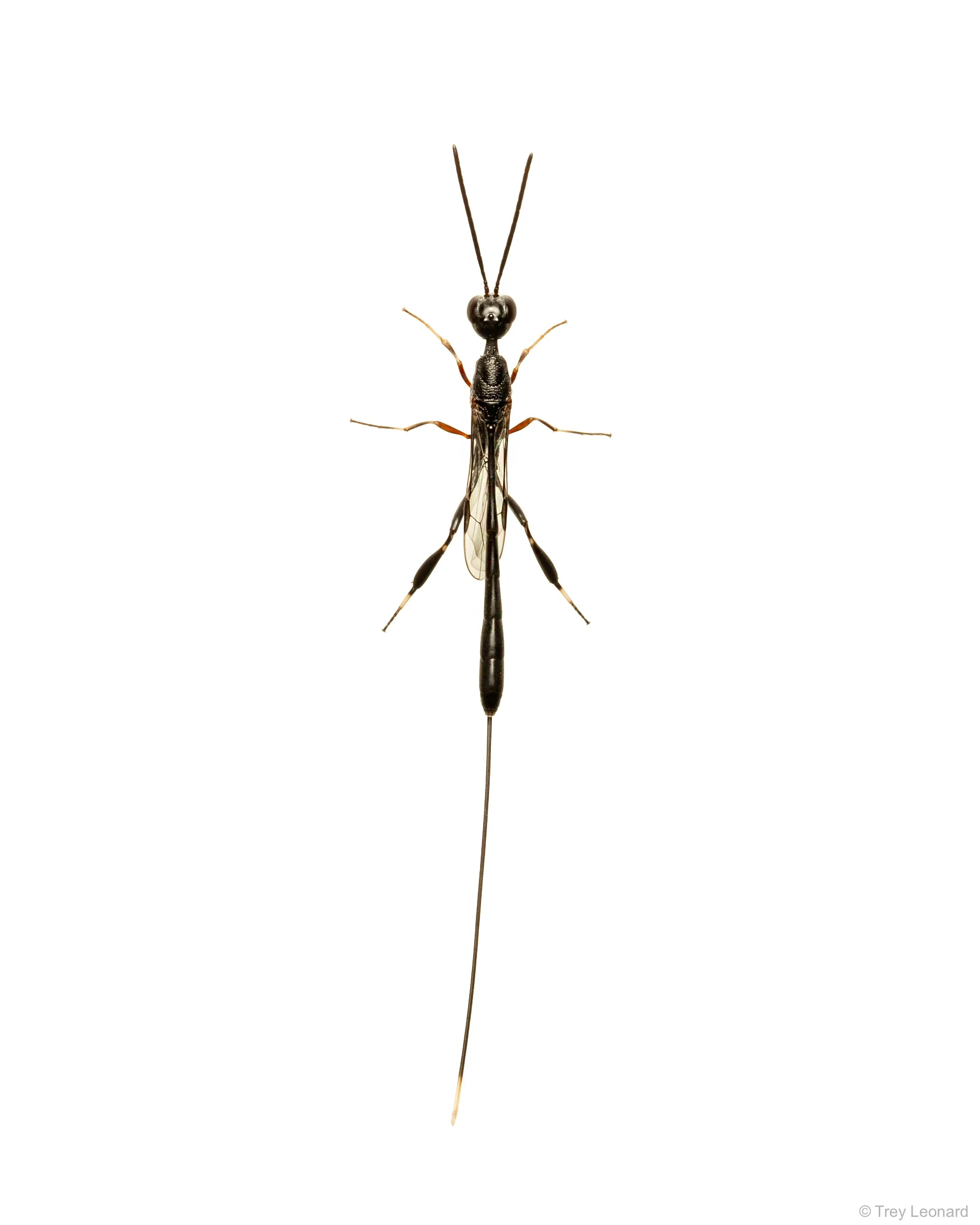 Ichneumonid Wasp 6-2026.jpg
