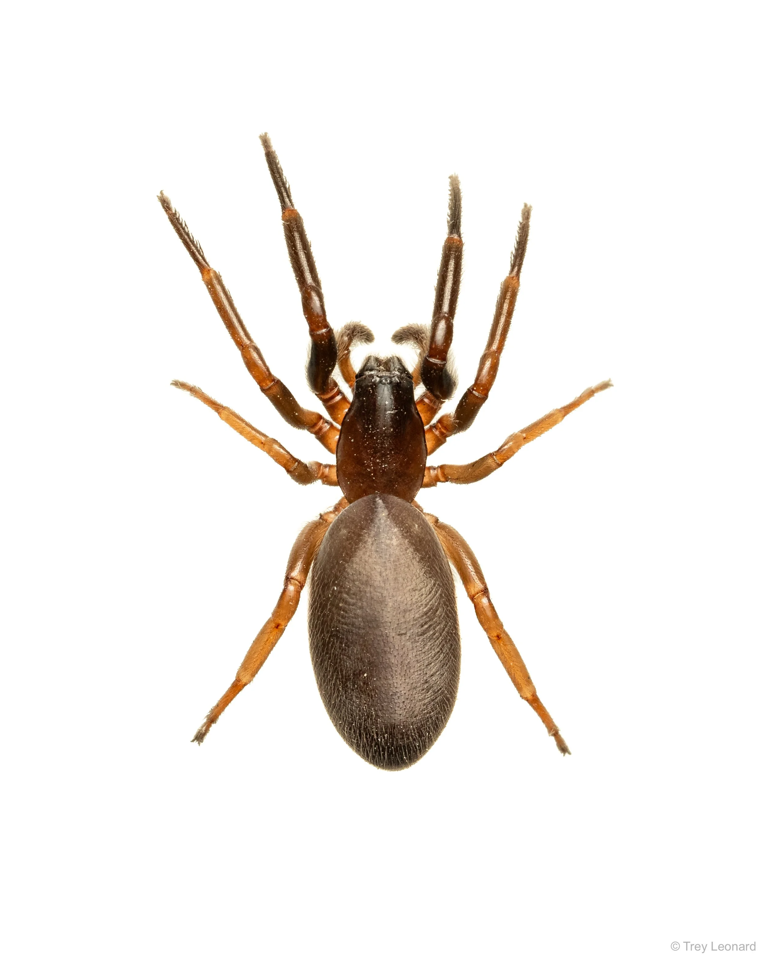 Woodlouse Spider 6-2026.jpg