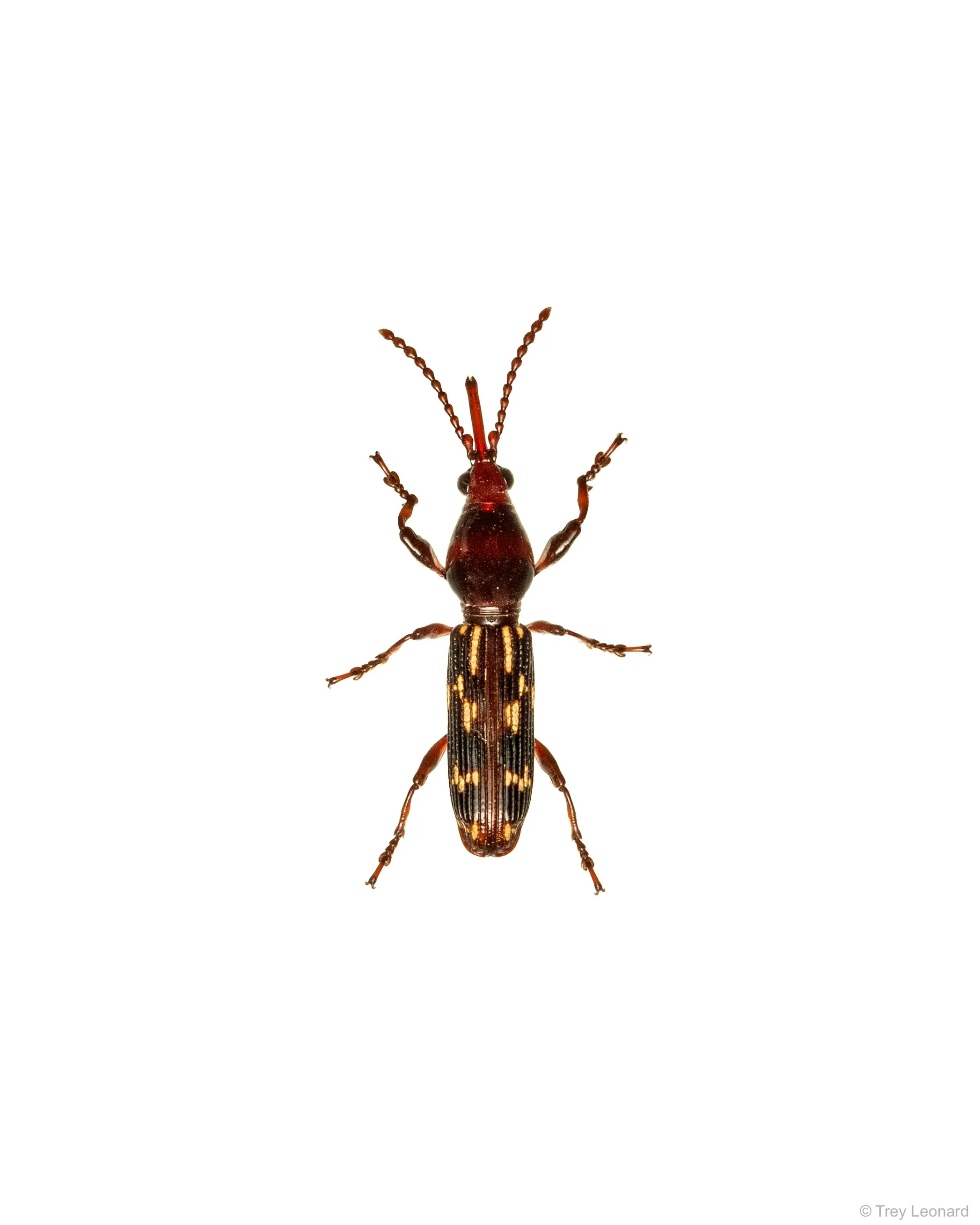 Oak Timberworm 5-2026.jpg