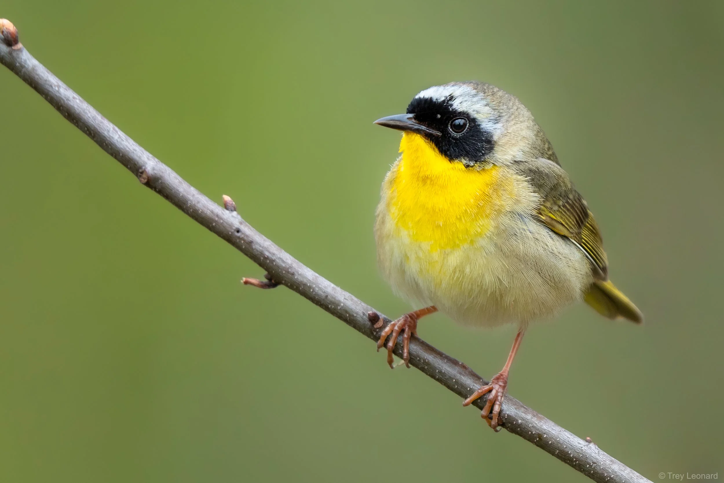 Common Yellowthroat 5-2026.jpg