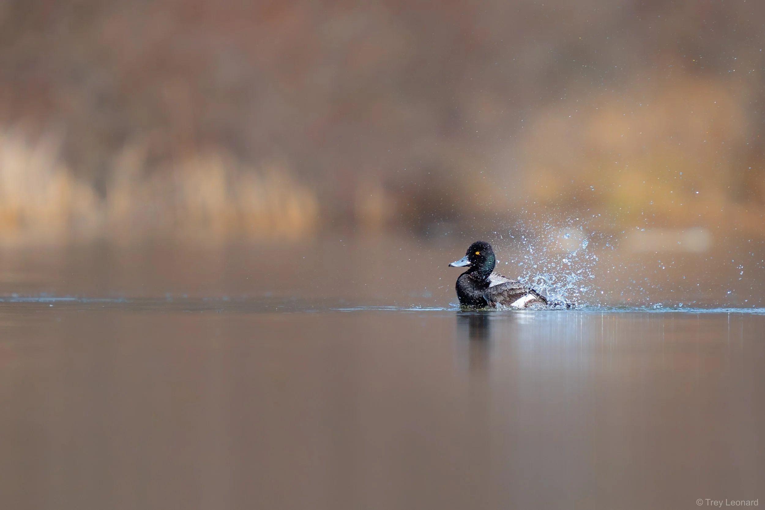 Lesser Scaup 3-2026 2.jpg