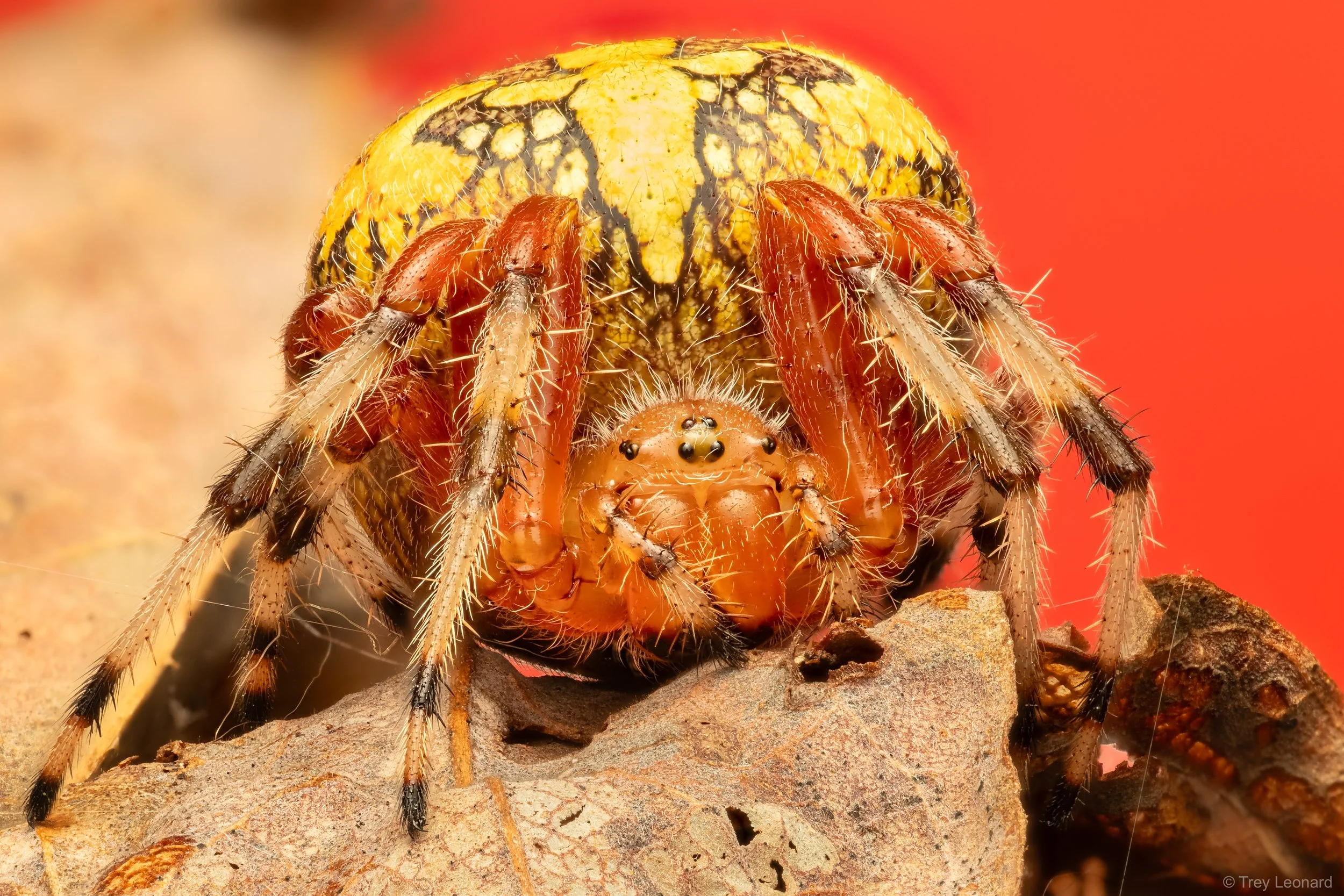 Marbled Orbweaver 9-2026.jpg