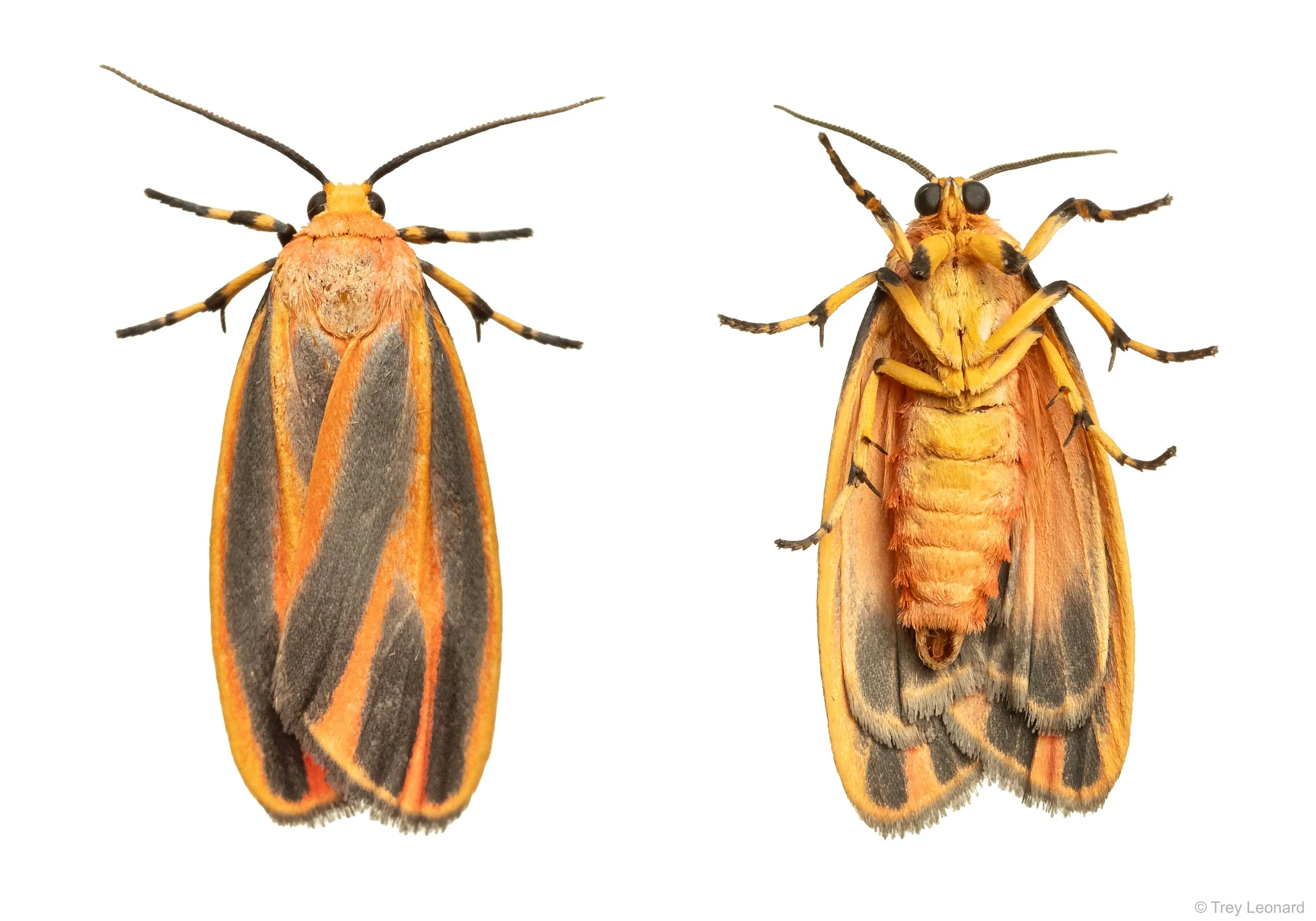 Painted Lichen Moth 7-2026.jpg