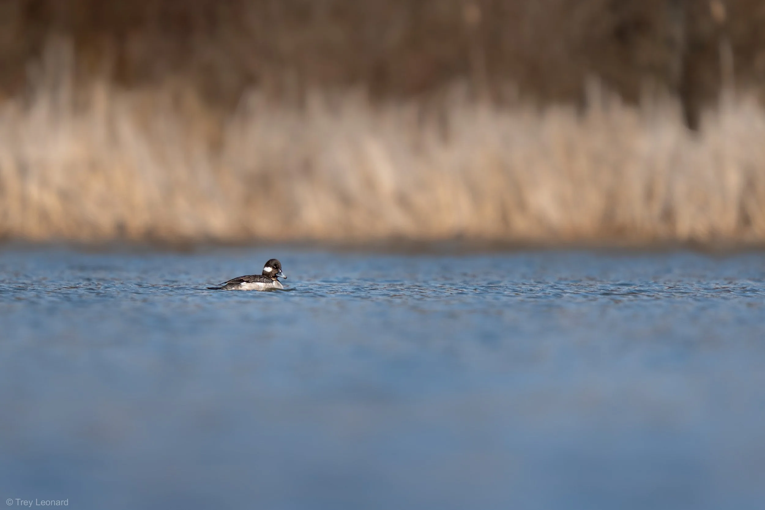Bufflehead 3-2026.jpg