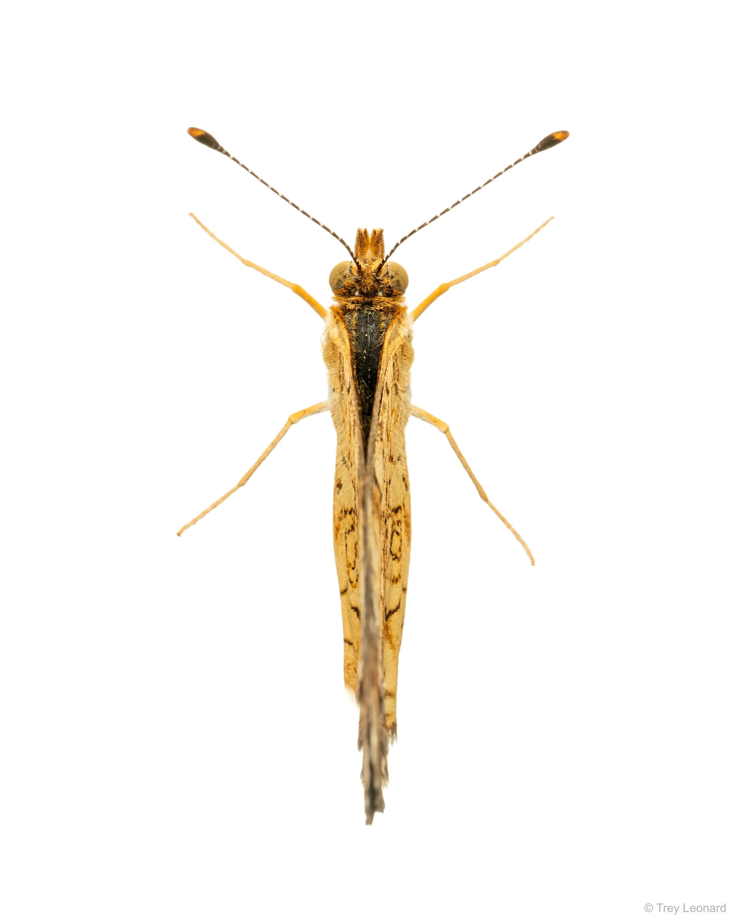 Pearl Crescent 7-2026.jpg