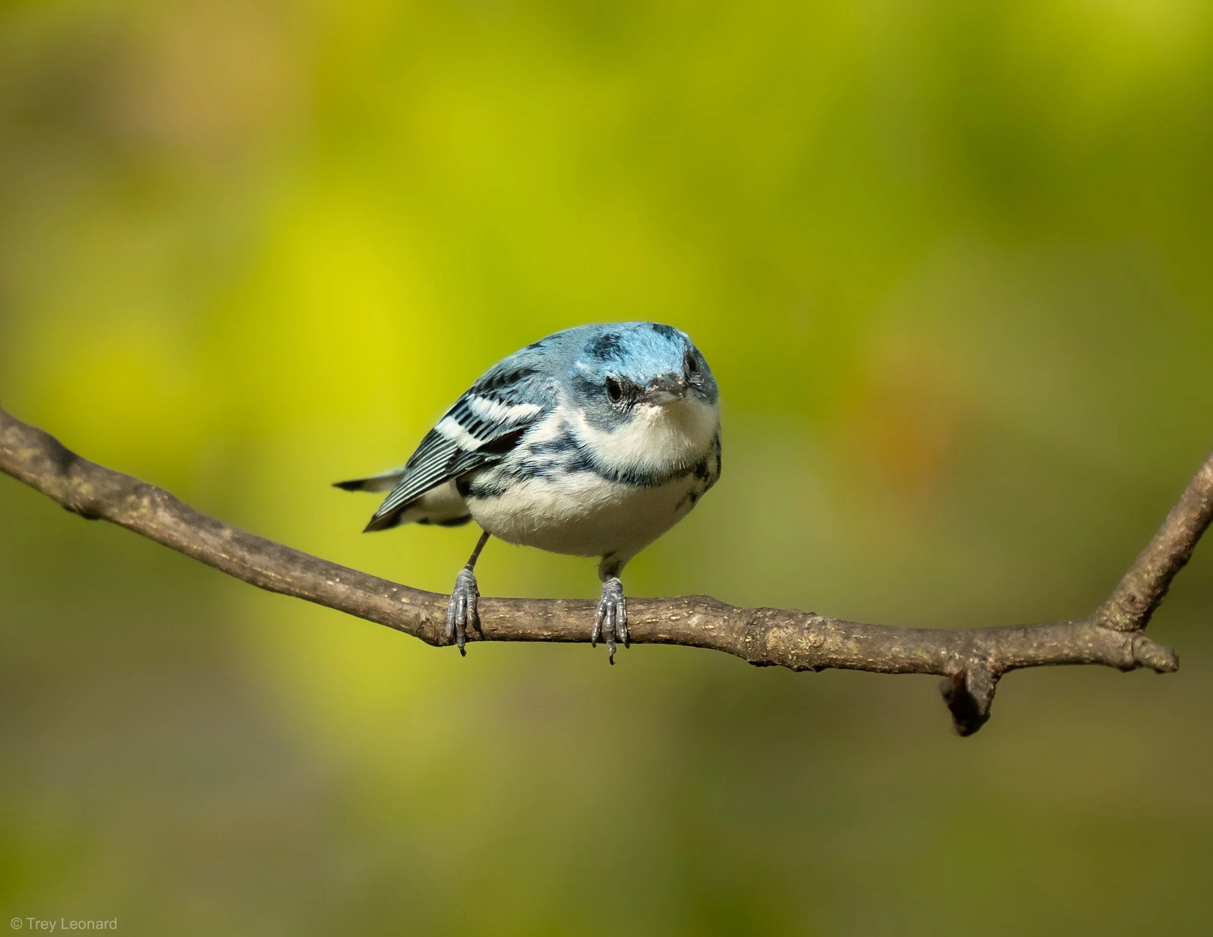 Cerulean Warbler 5-2026.jpg